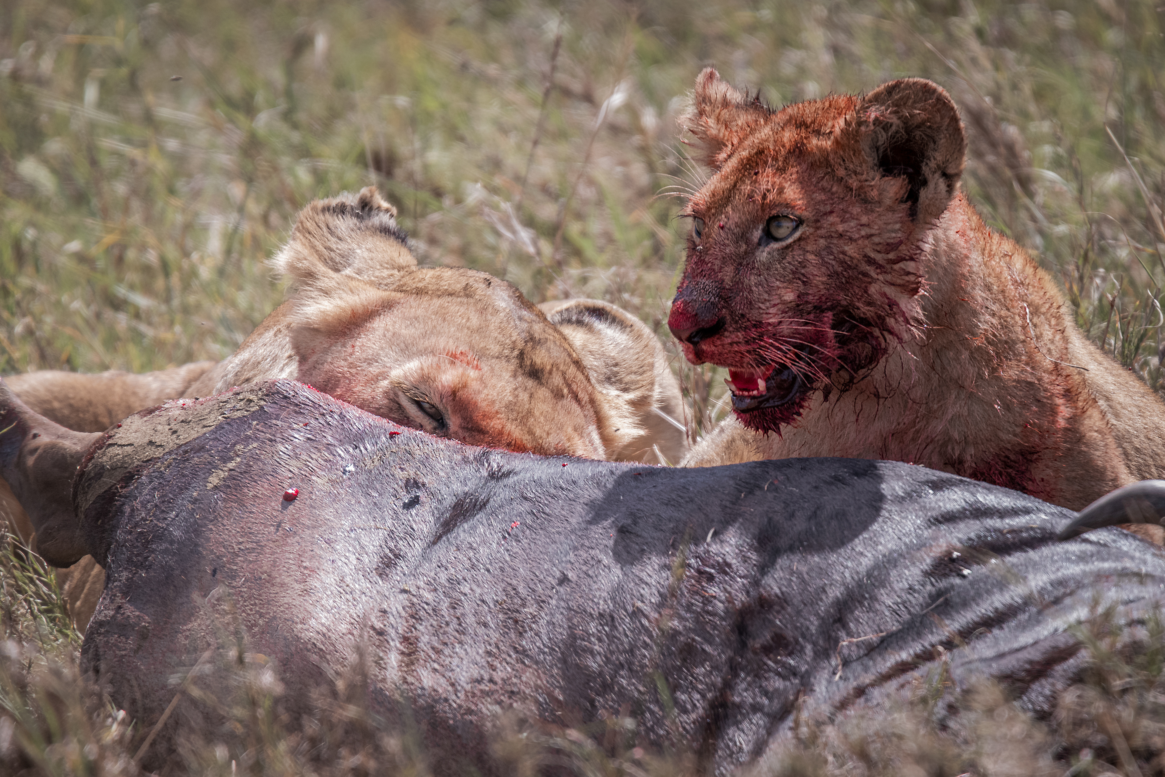León (Panthera leo)