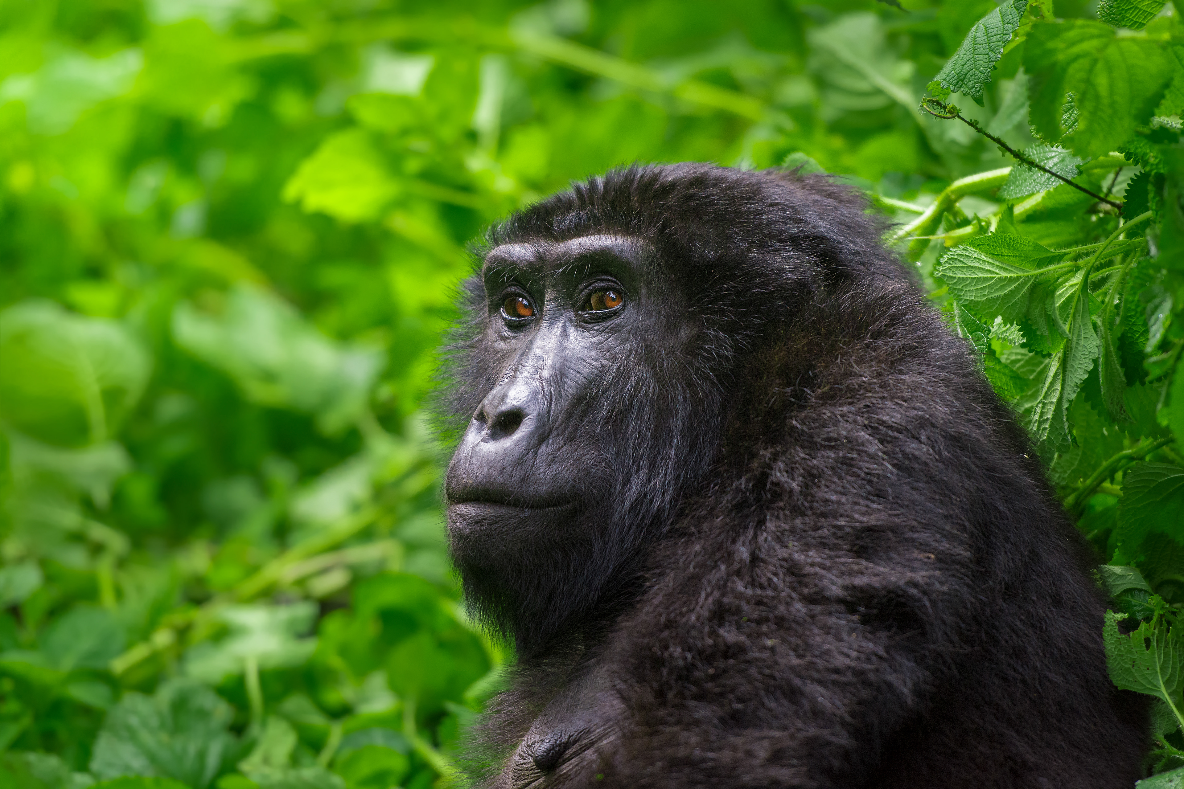 Gorila de Montaña (Gorilla beringei beringei)
