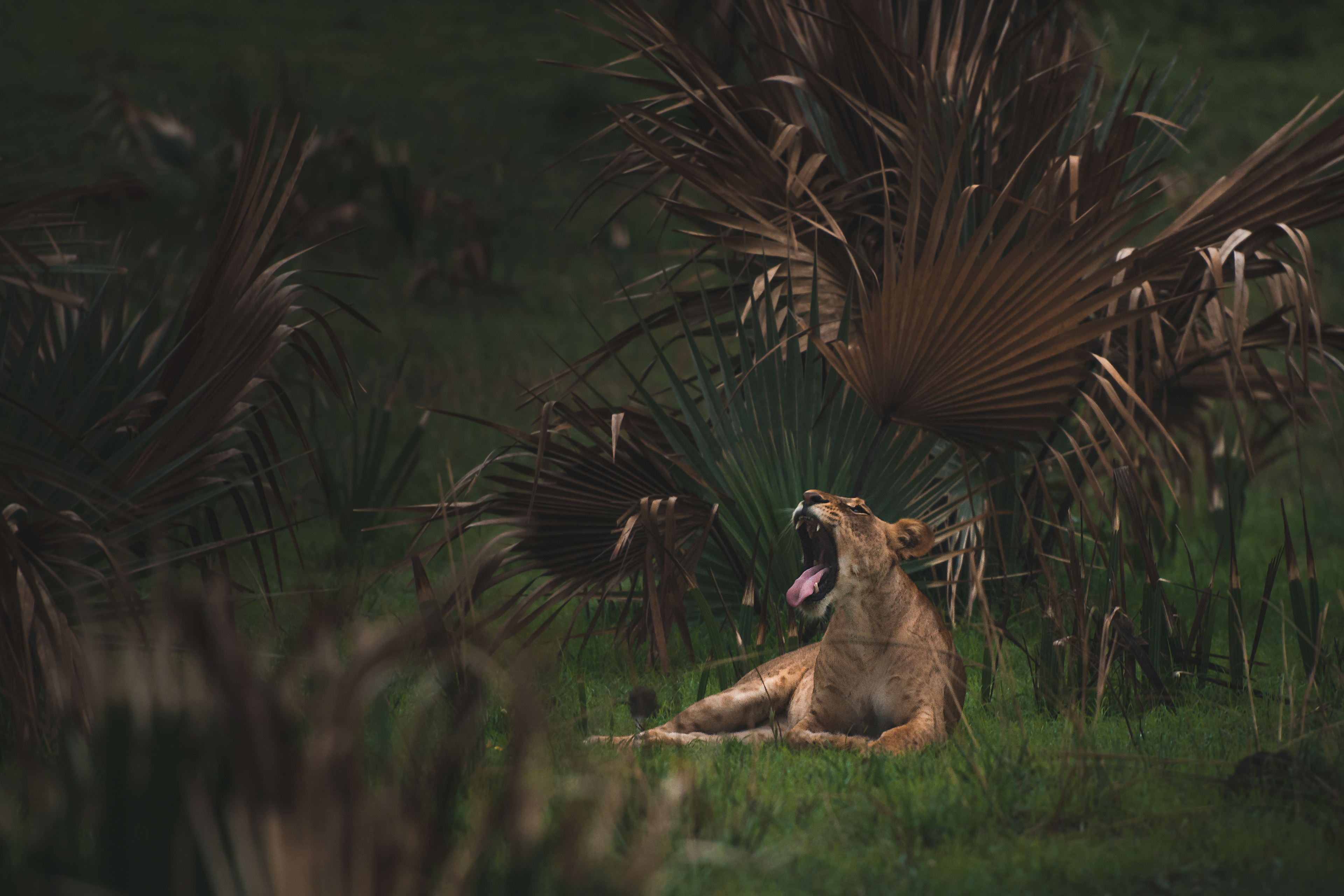 León (Panthera leo)