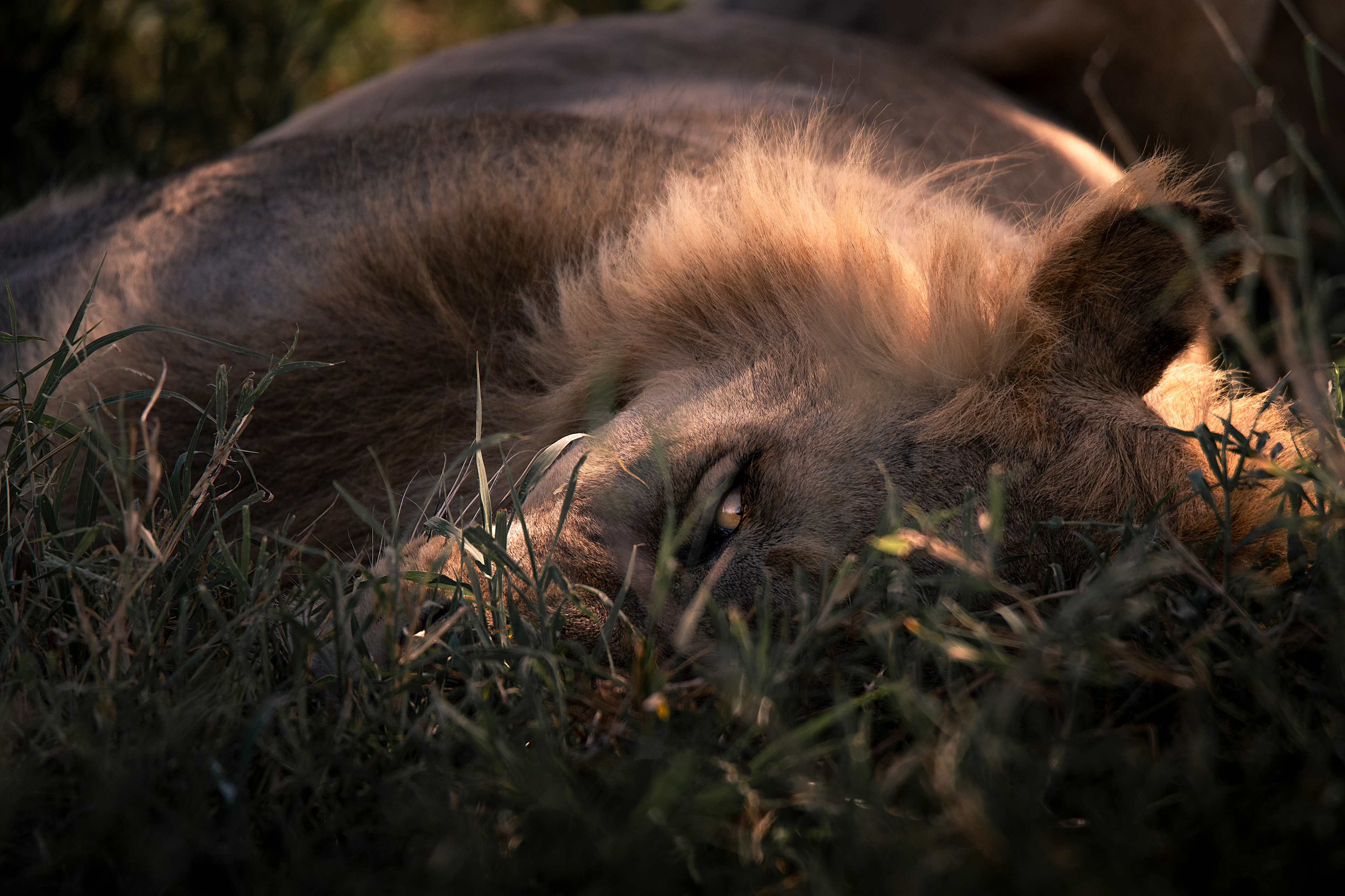 León (Panthera leo)