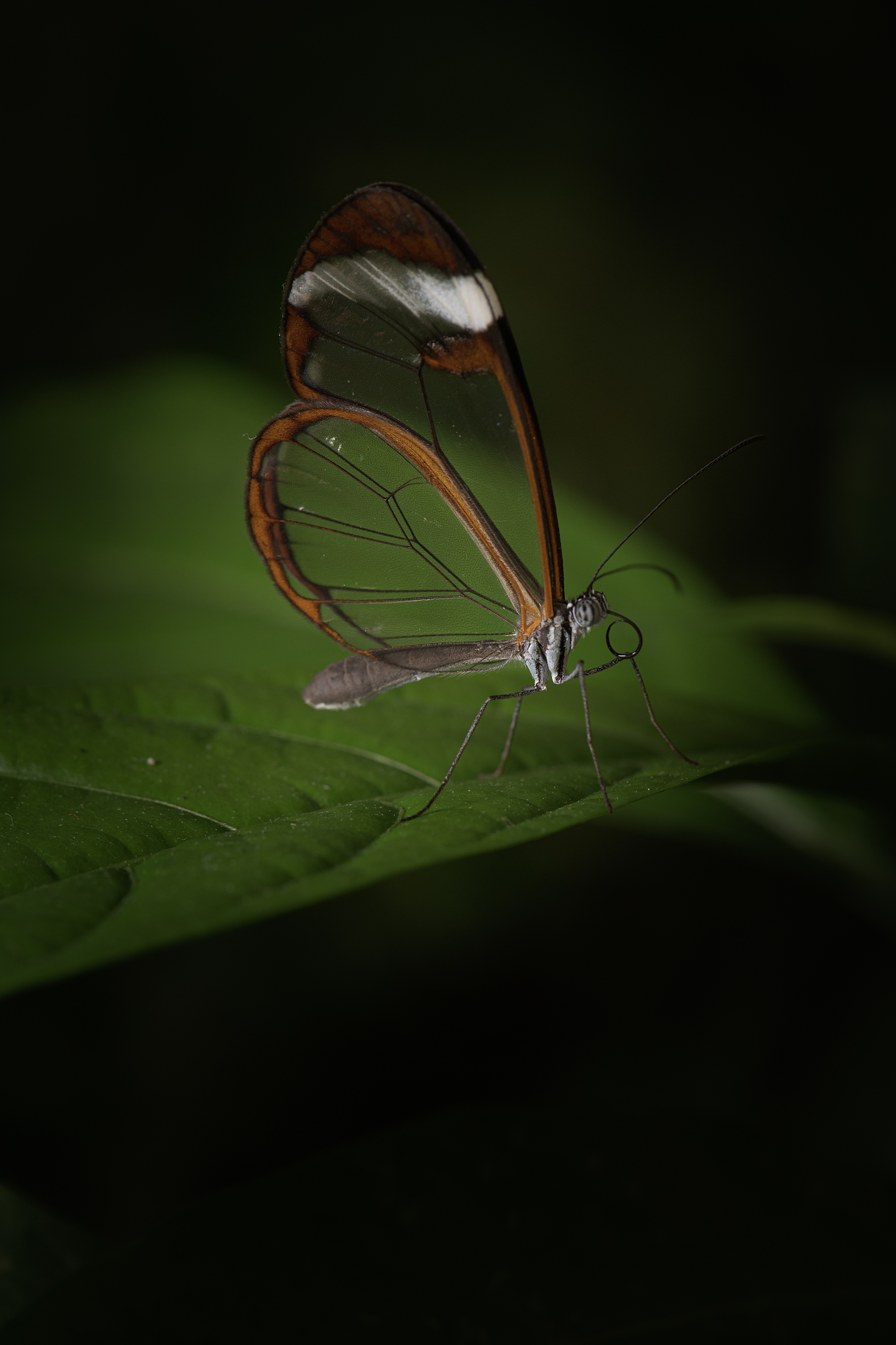 Mariposa de cristal (Greta oto)