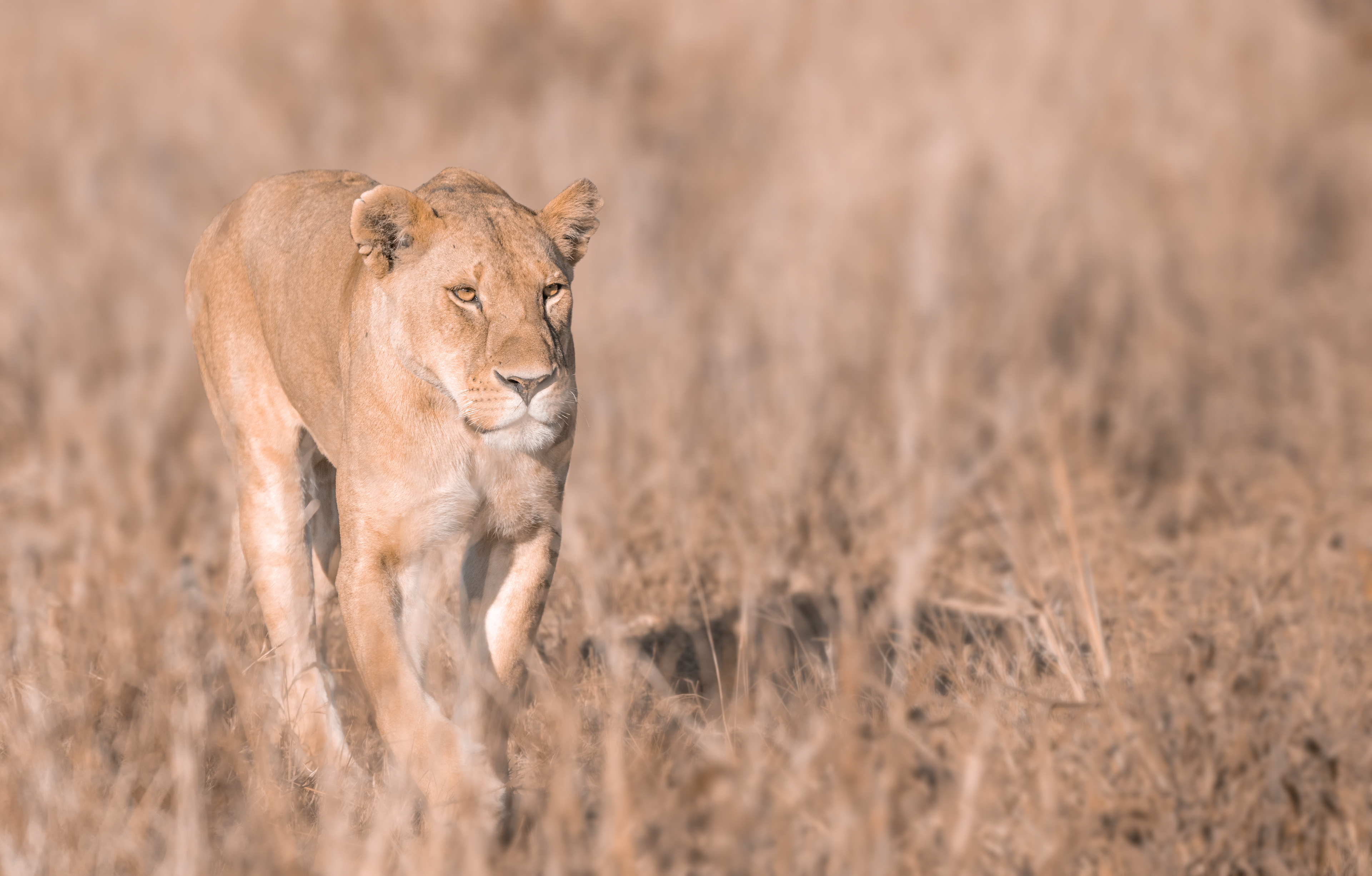 León (Panthera leo)