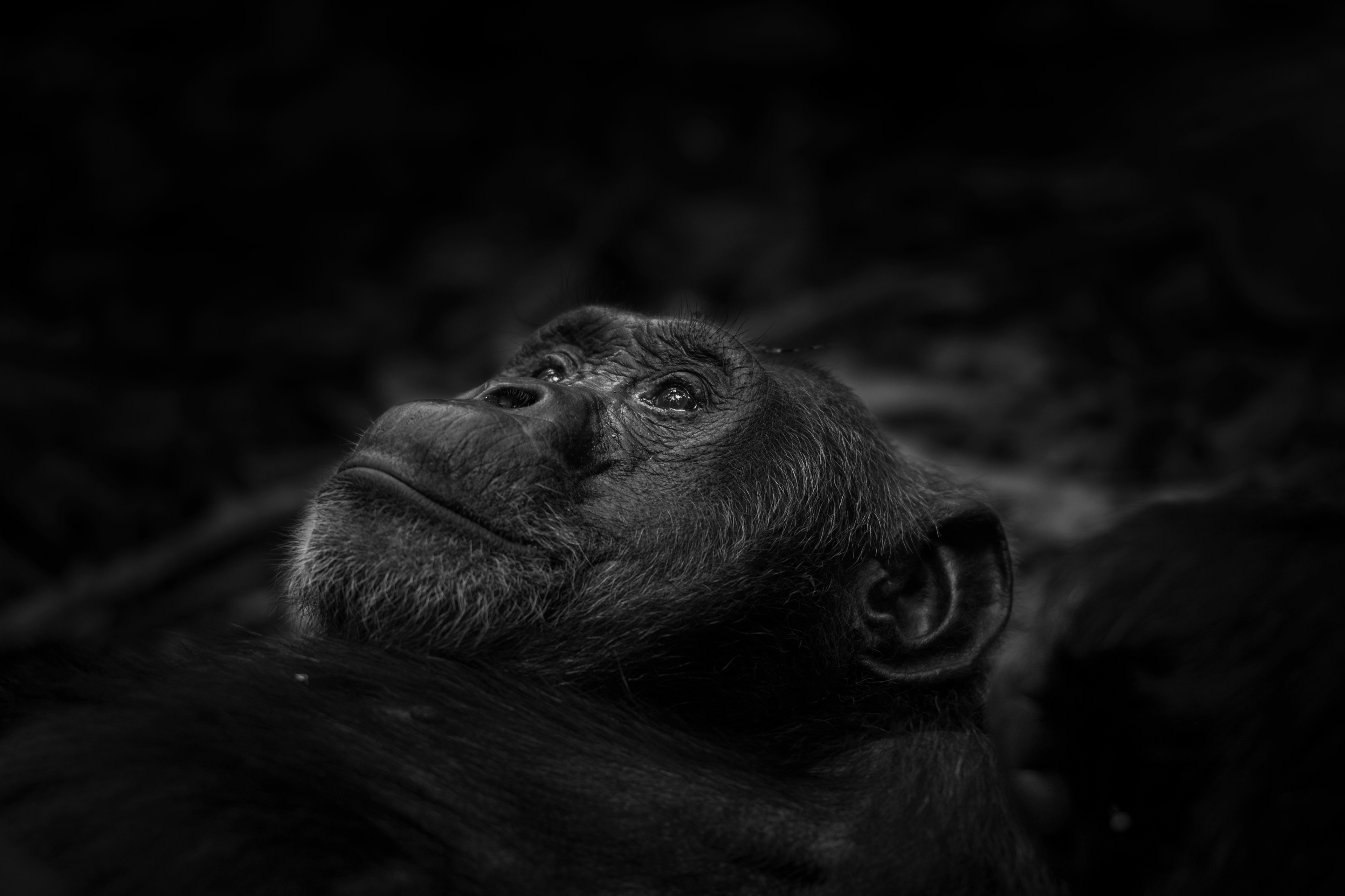 Chimpancé común (Pan troglodytes)