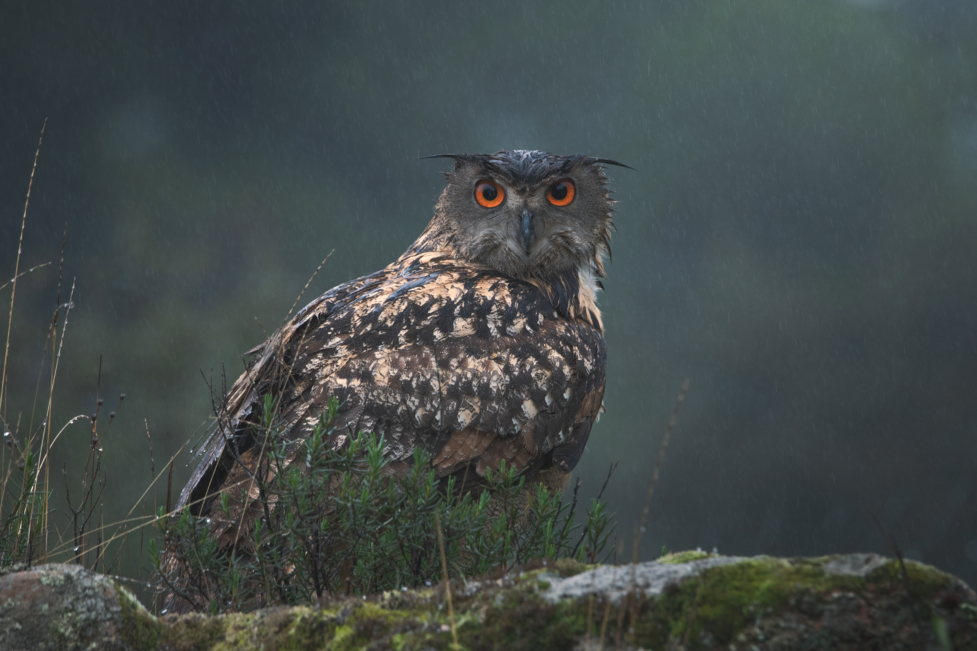 Búho real (Bubo bubo)