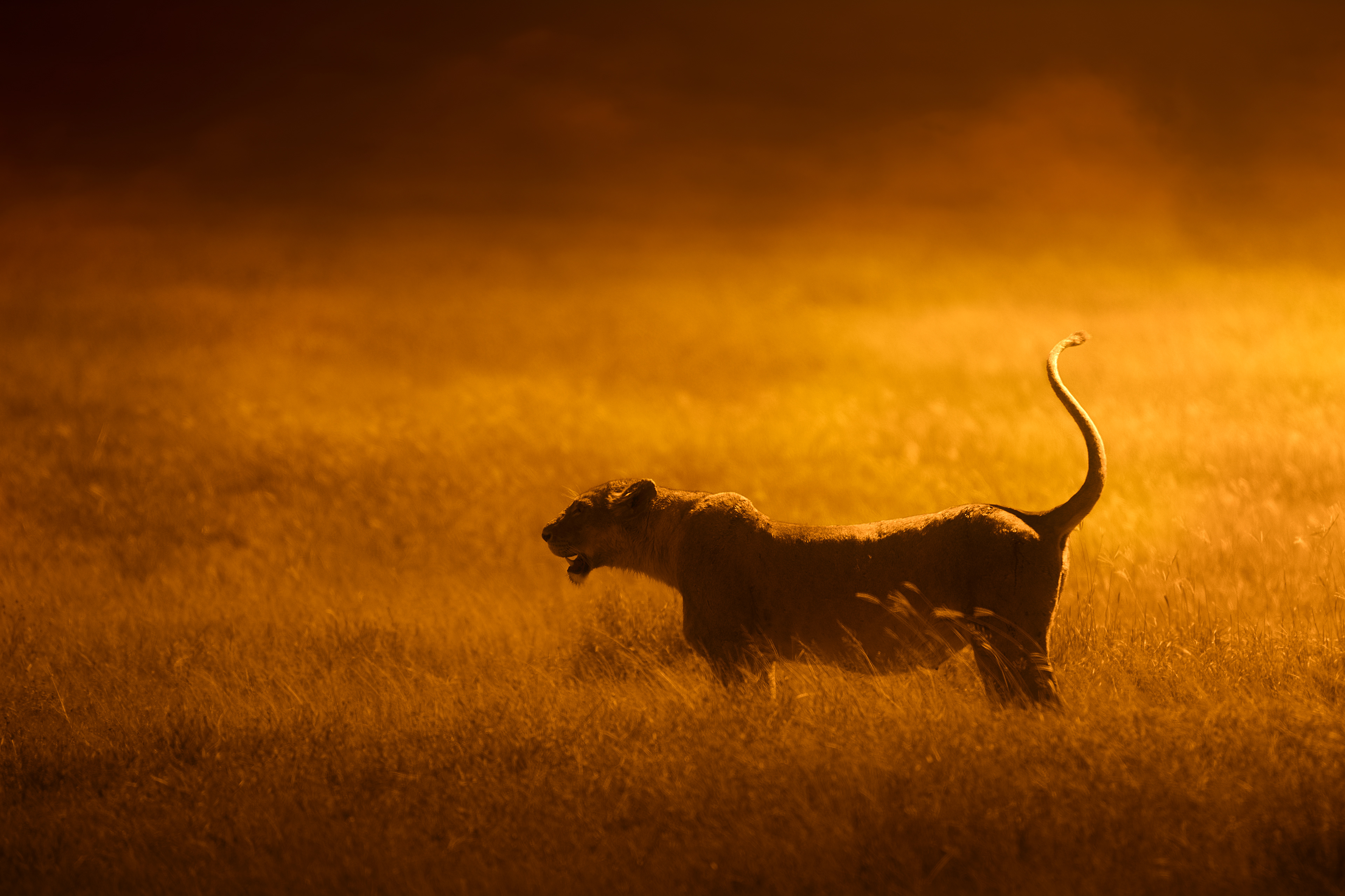 León (Panthera leo)