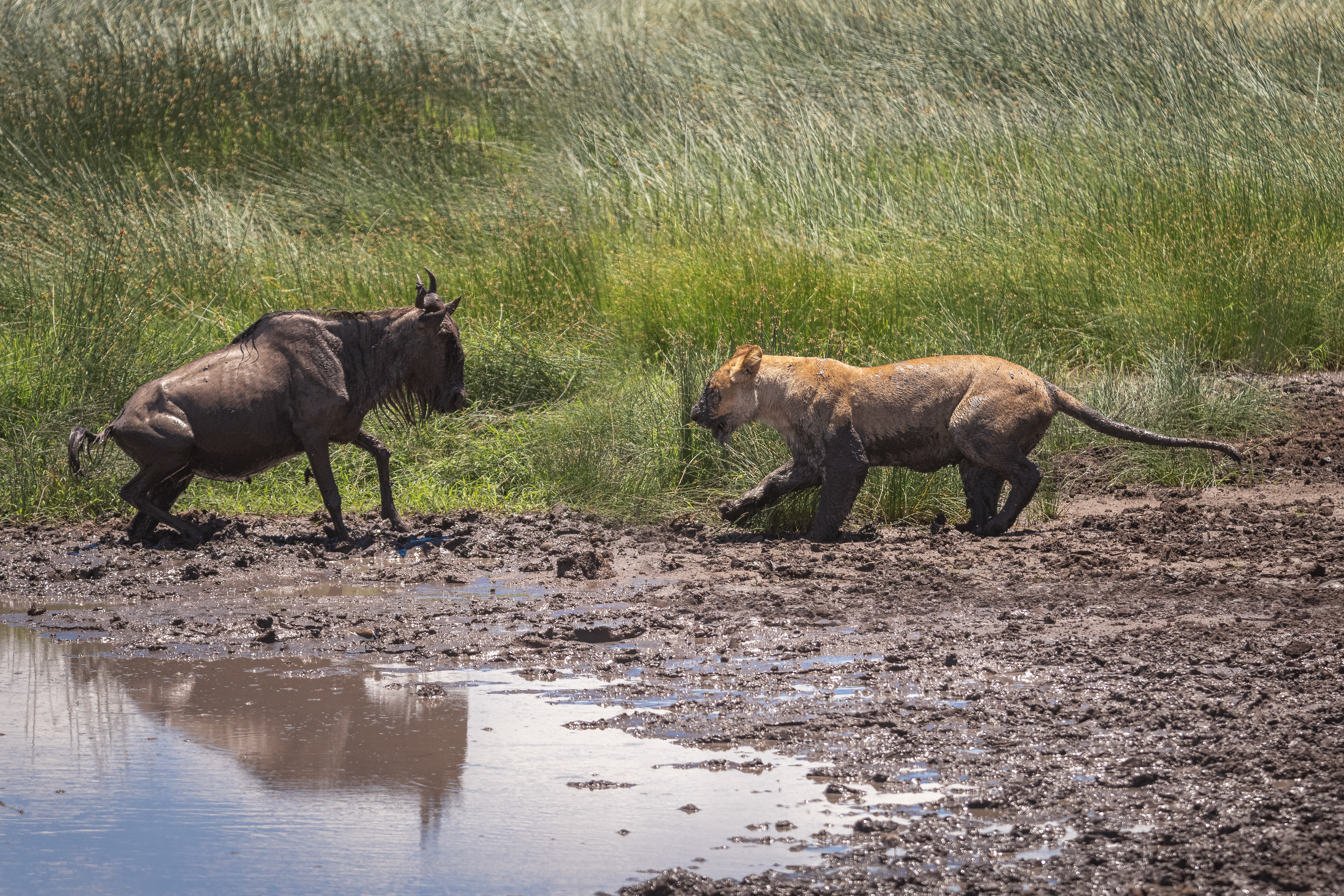 León (Panthera leo)