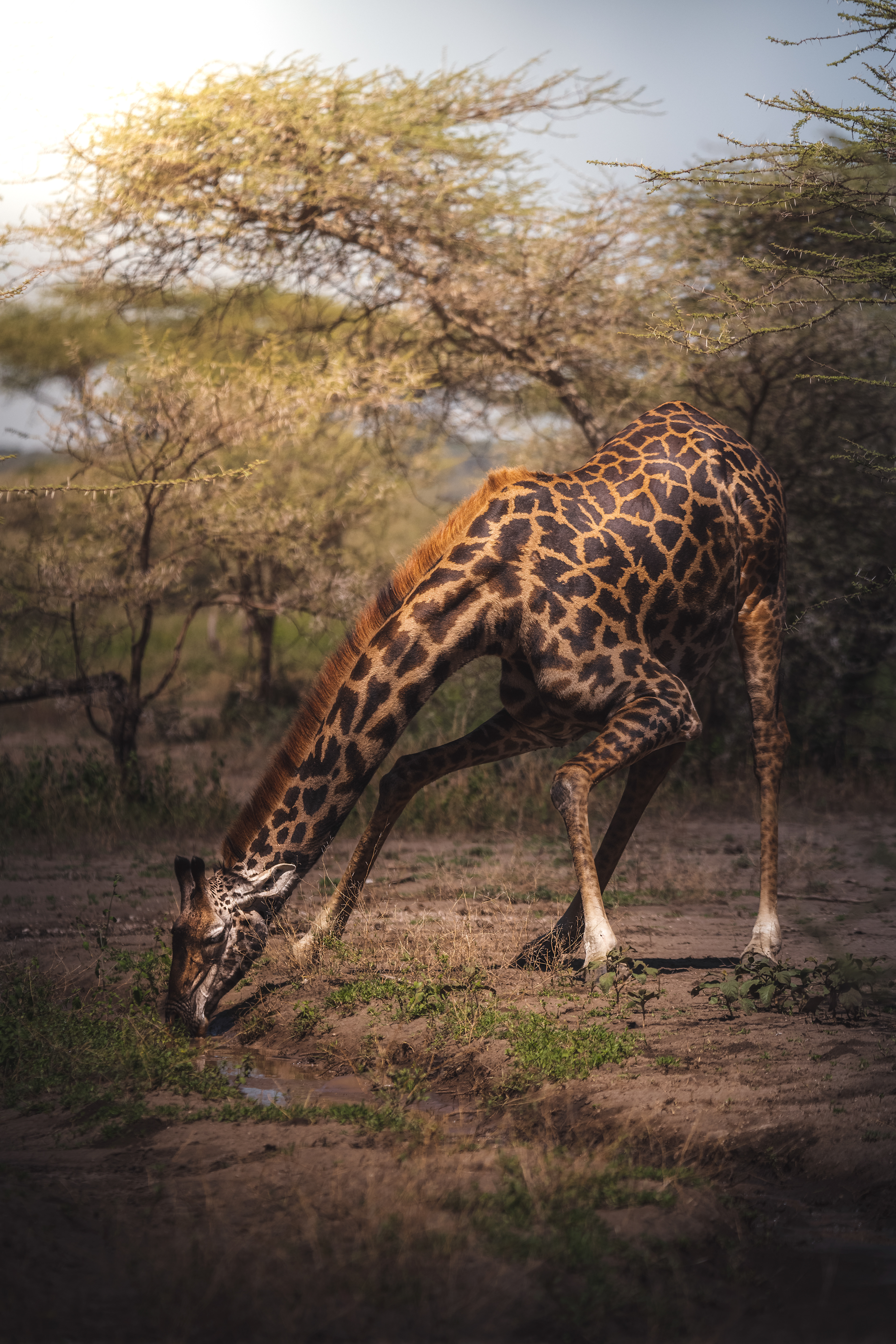 Jirafa (Giraffa camelopardalis)
