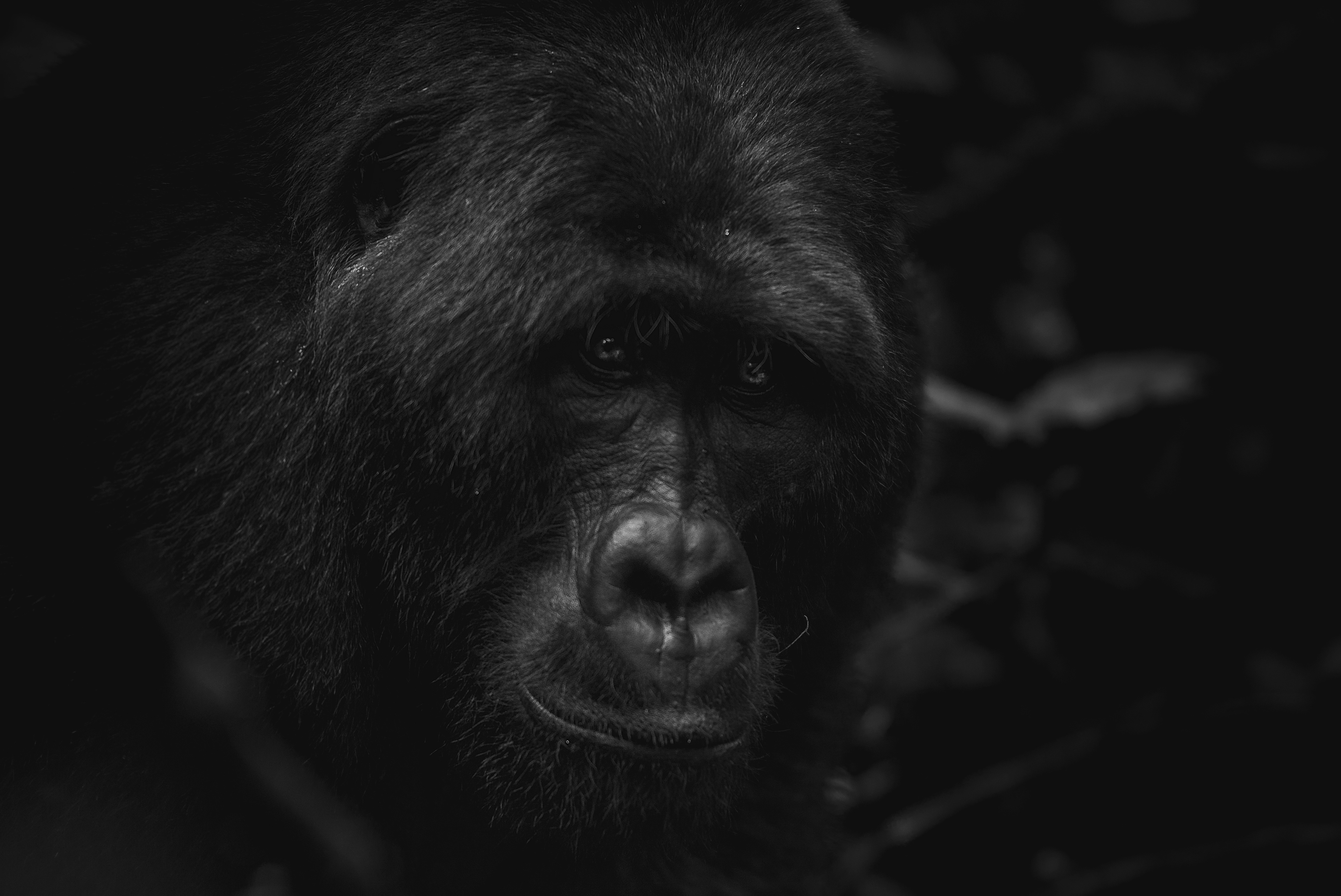 Gorila de Montaña (Gorilla beringei beringei)