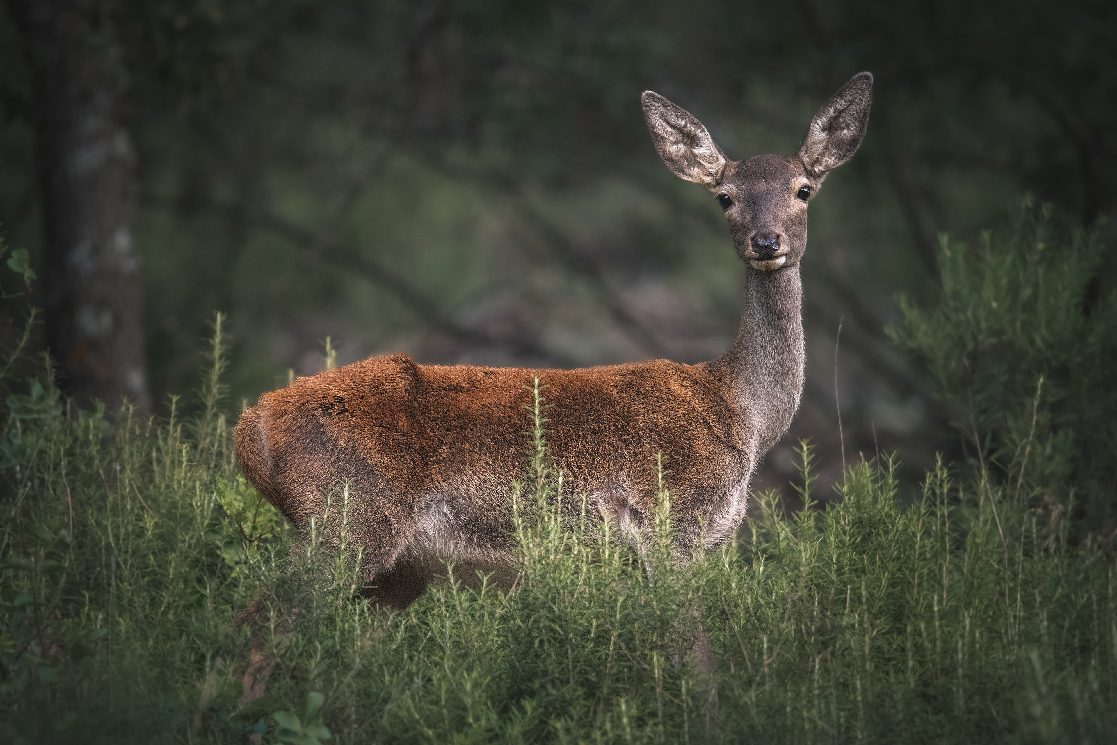 Ciervo (Cervus elaphus)