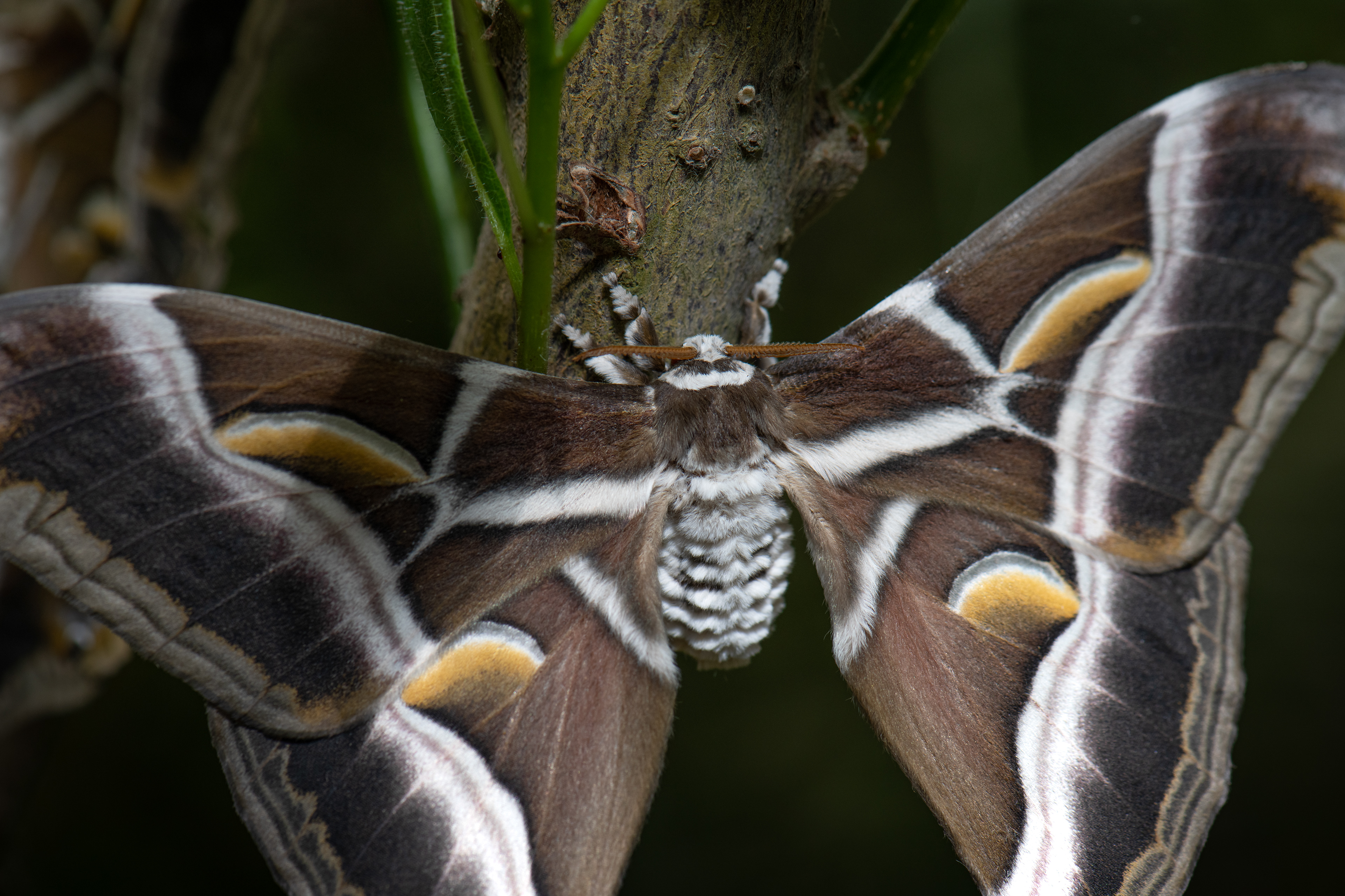 Mariposa de seda del ricino (Samia ricini)