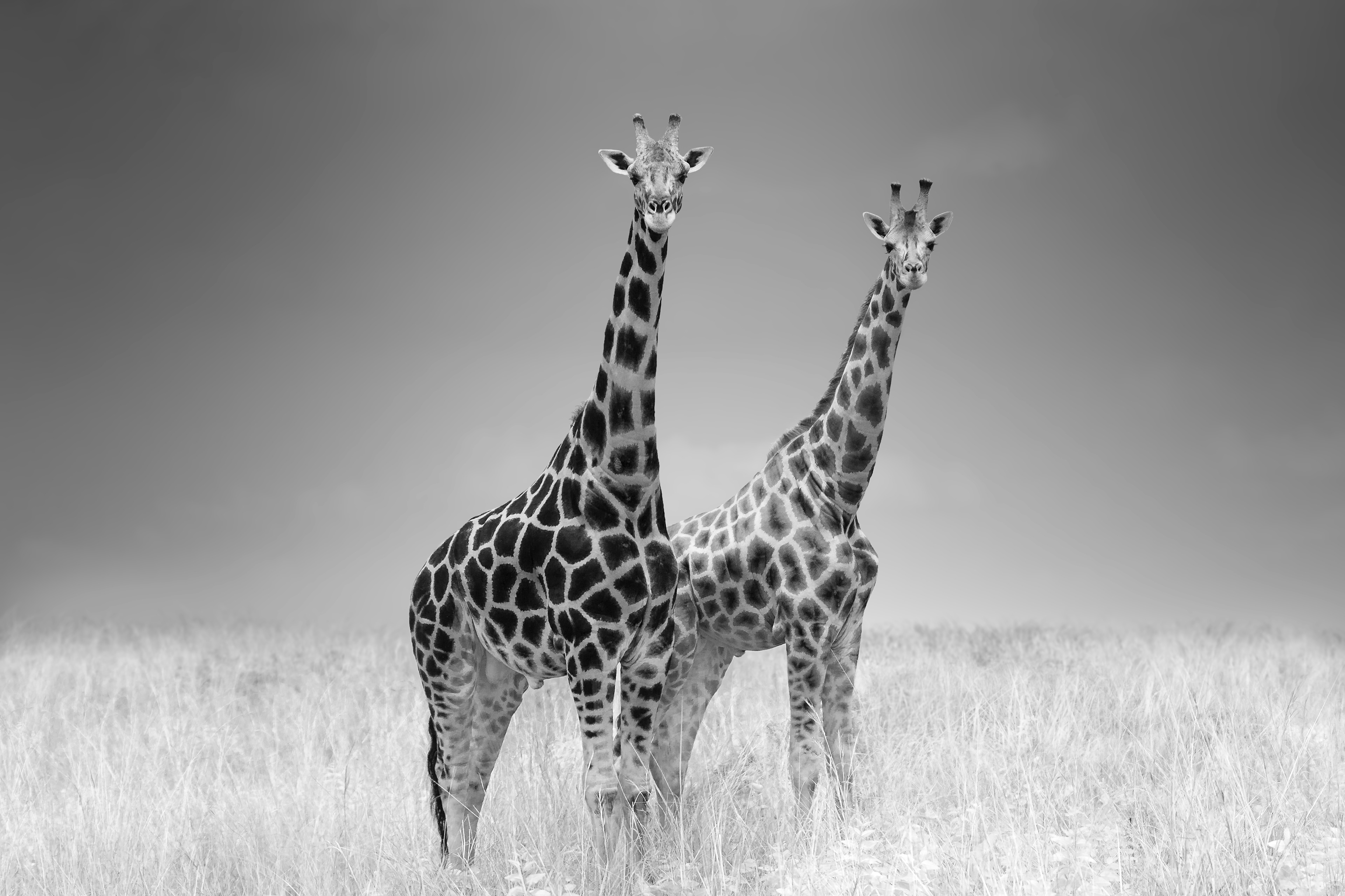 Jirafa (Giraffa camelopardalis)