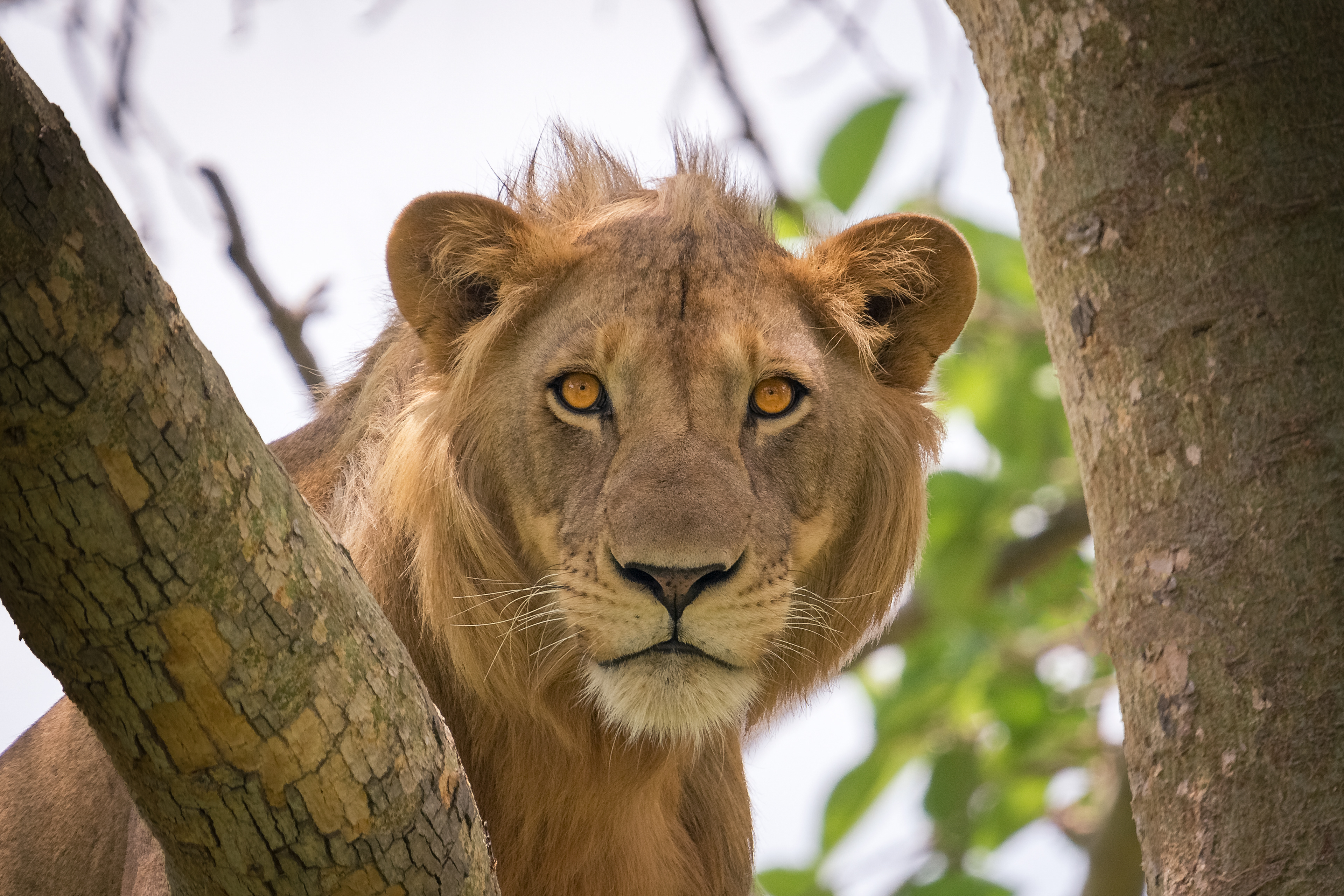 León (Panthera leo)