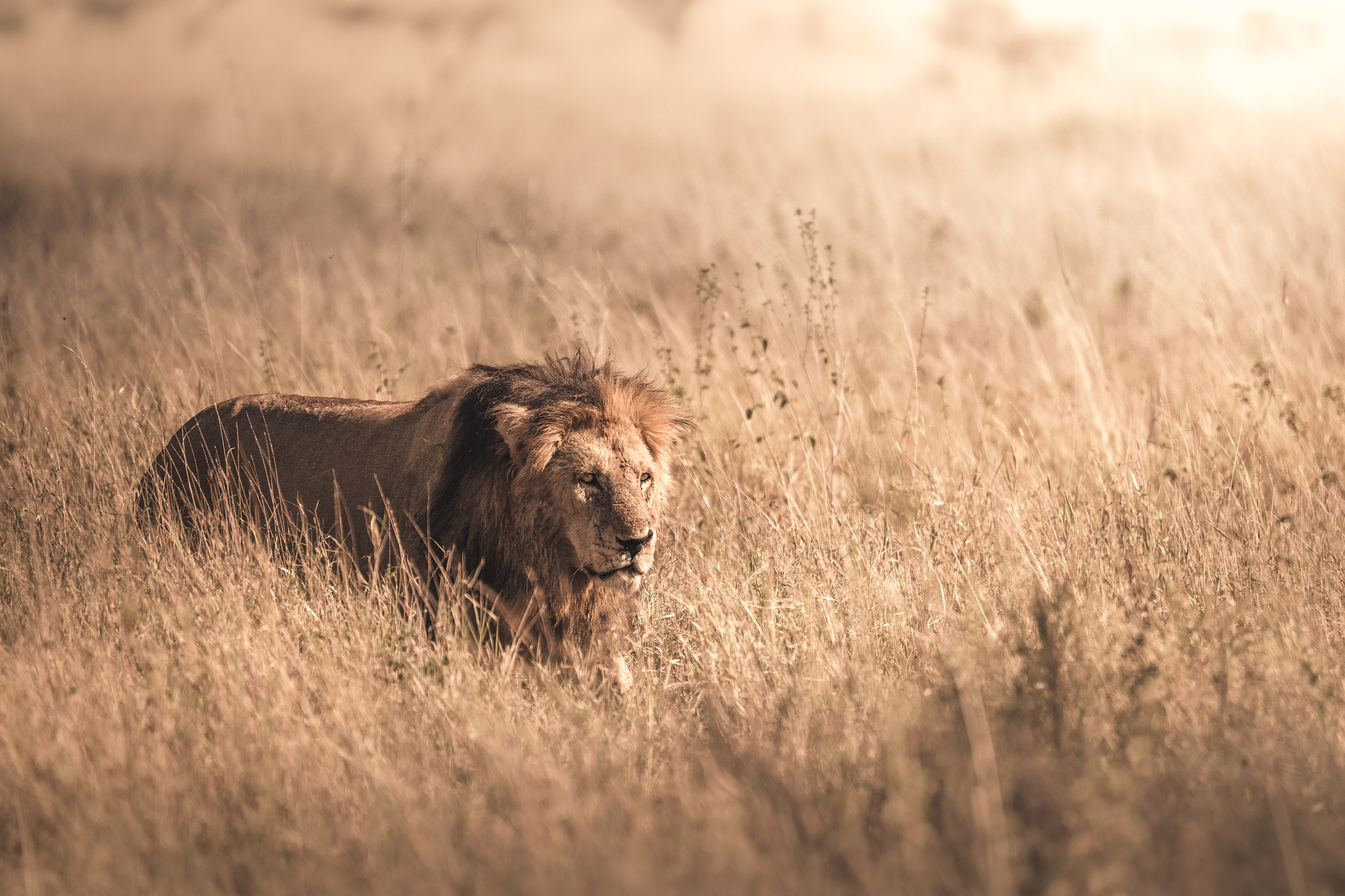 León (Panthera leo)