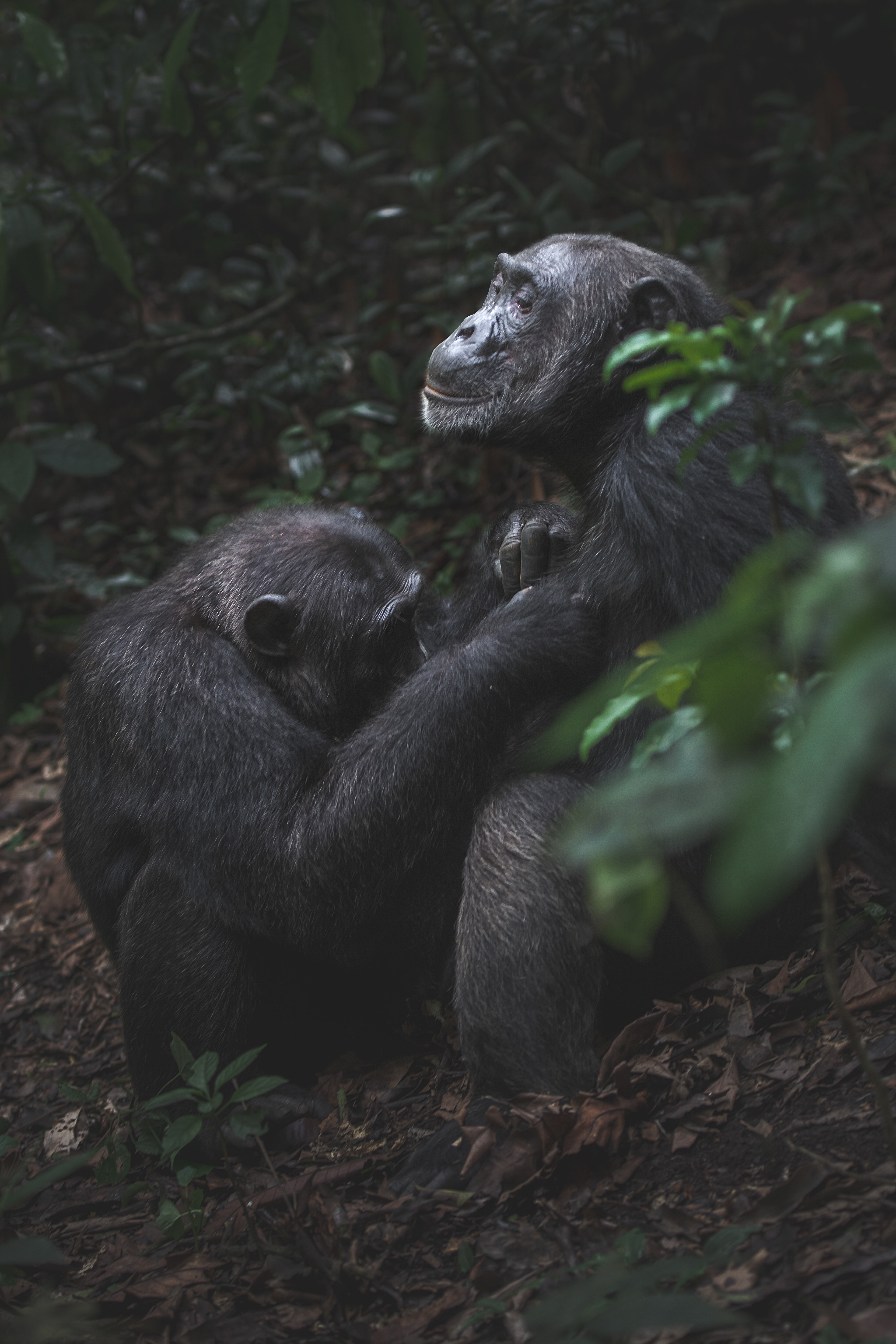 Chimpancé común (Pan troglodytes)