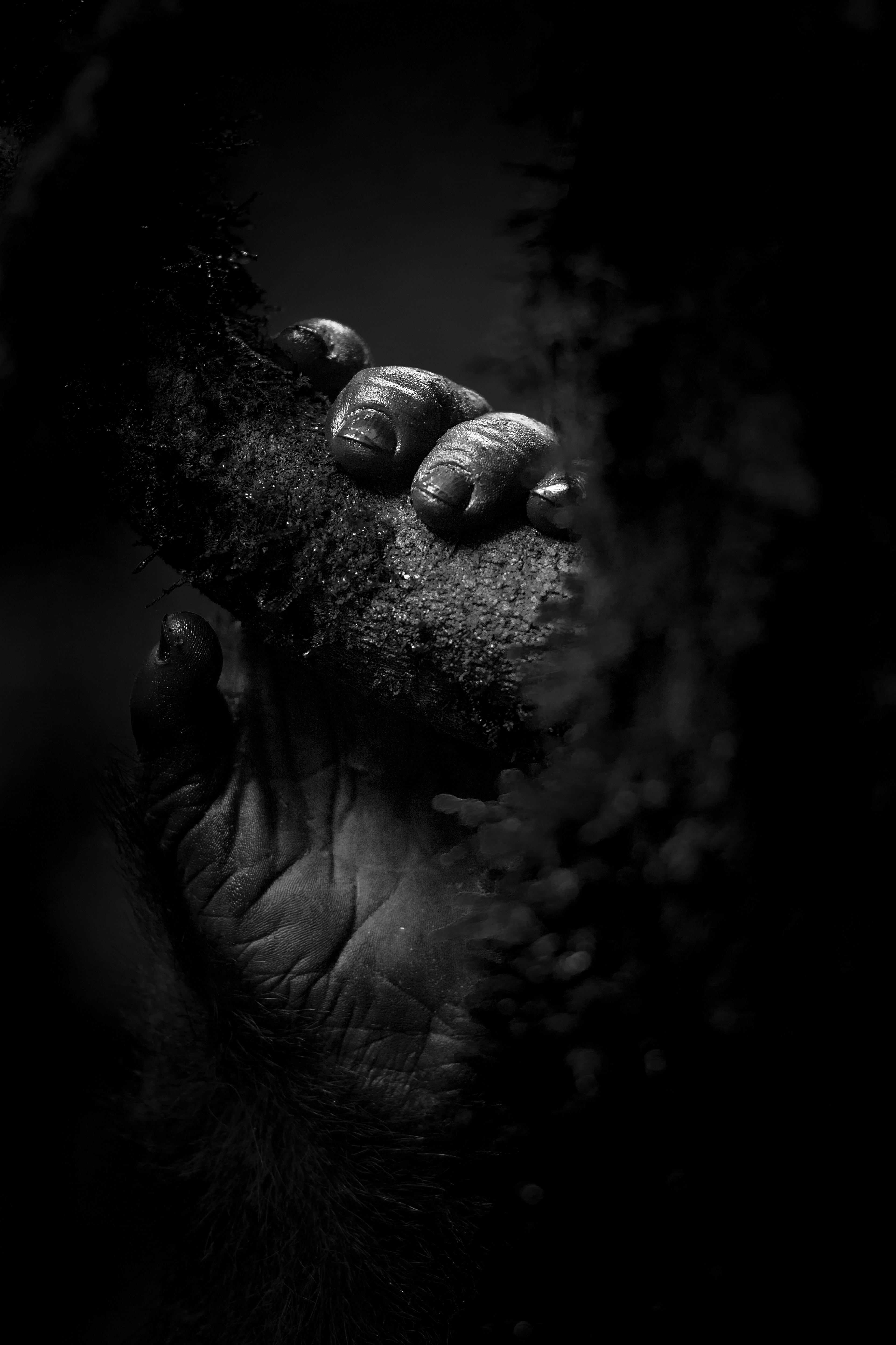 Gorila de Montaña (Gorilla beringei beringei)