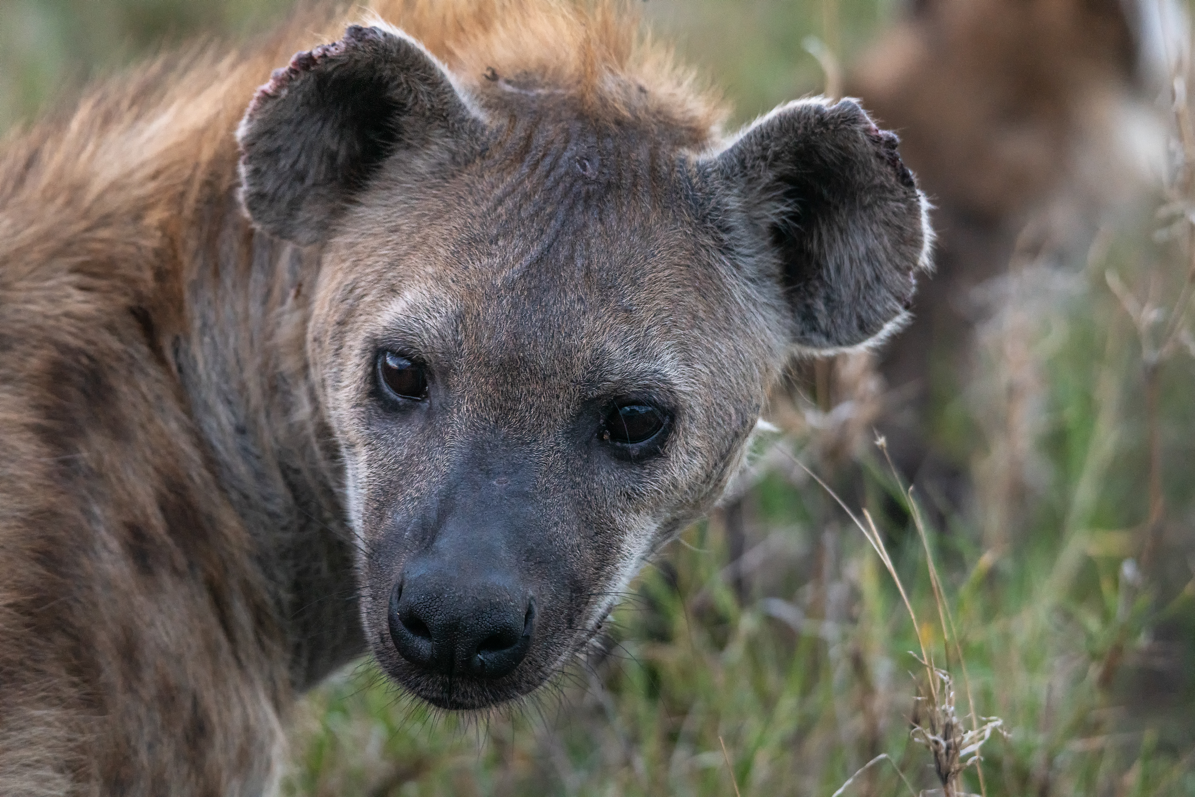 Hiena manchada (Crocuta crocuta)