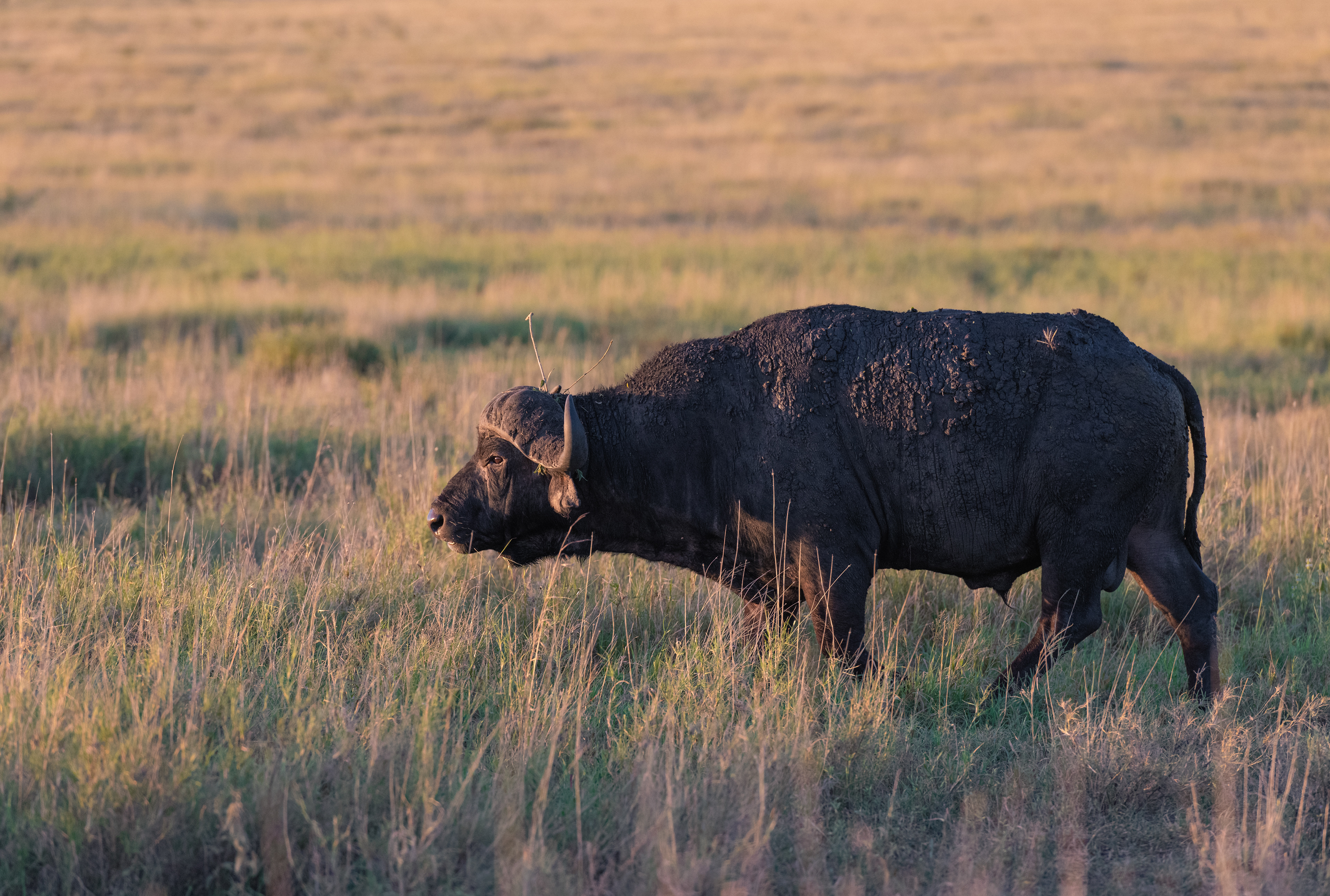 Búfalo cafre (Syncerus caffer)