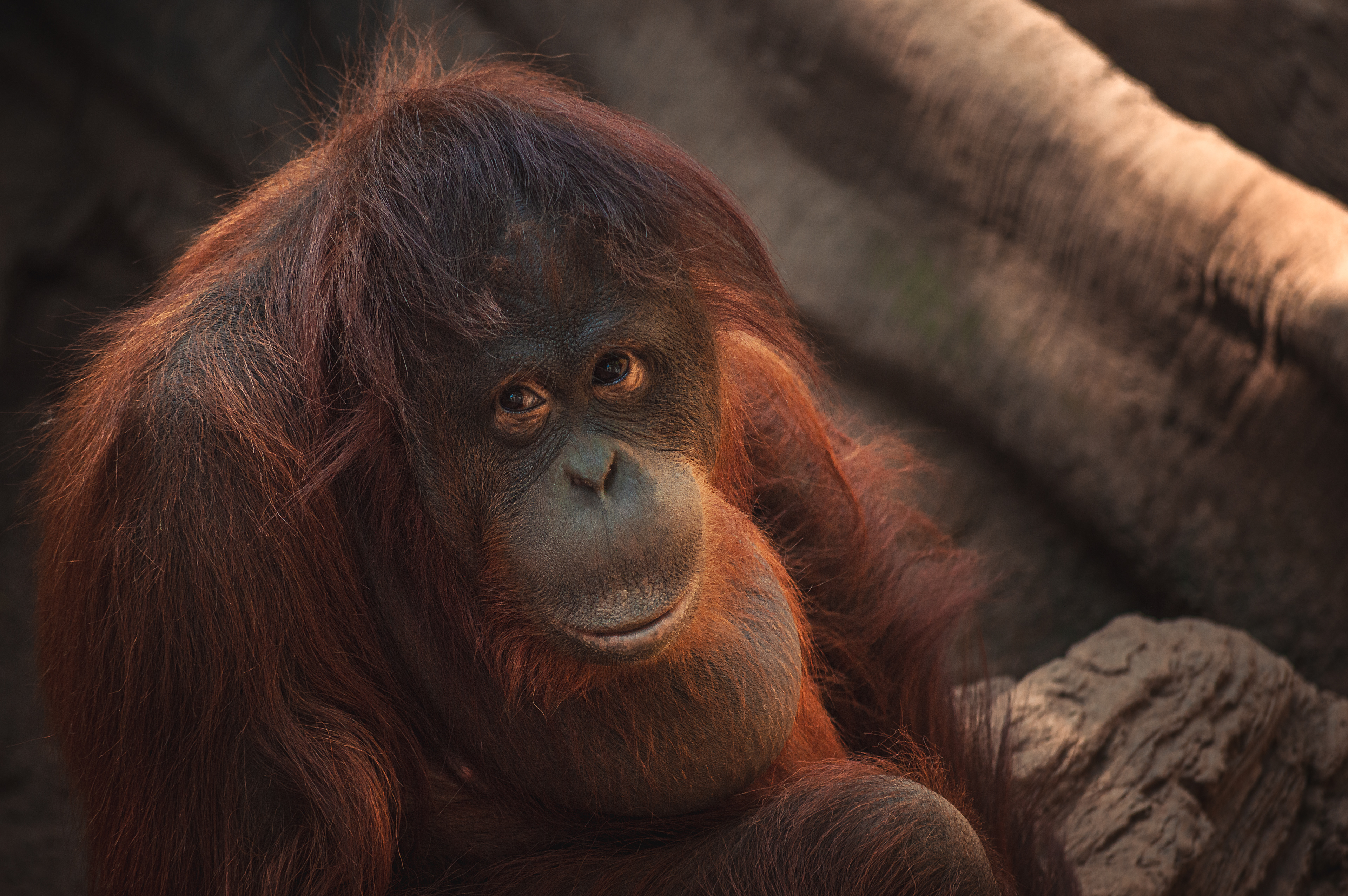 Orangután de Borneo (Pongo pygmaeus)