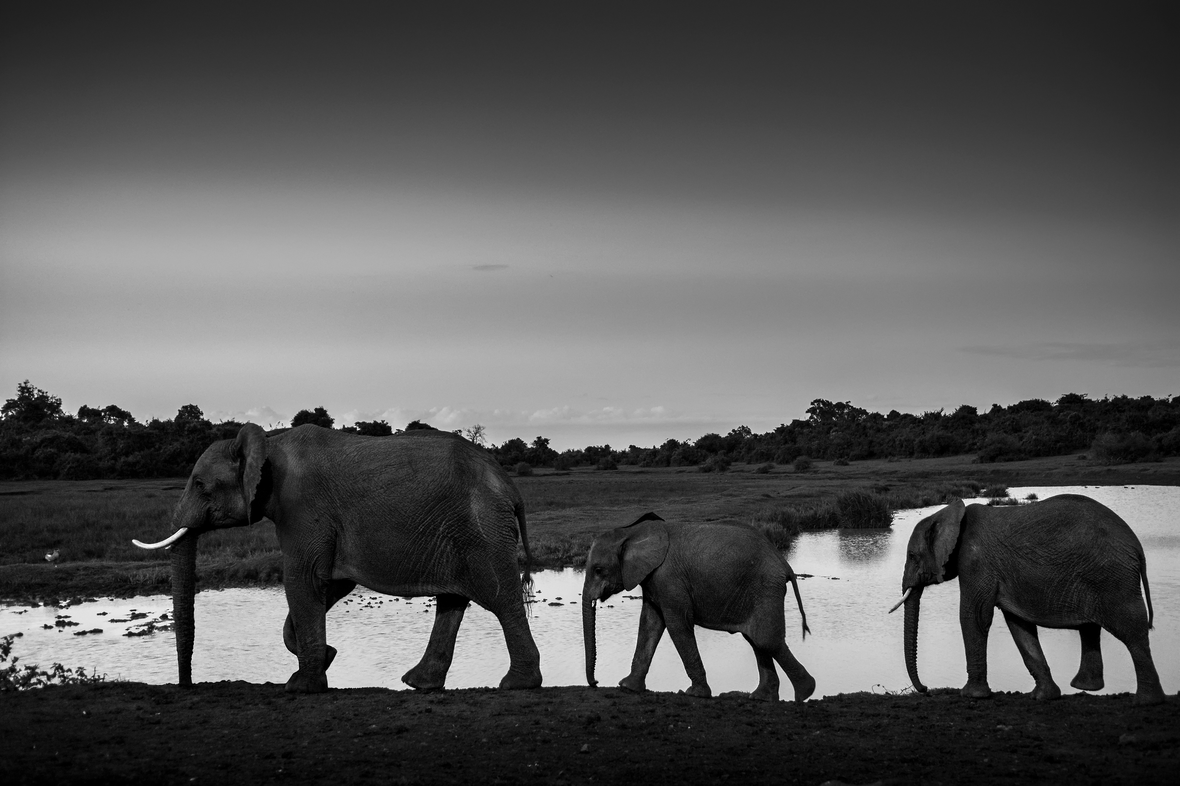 Elefante africano (Loxodonta africana)