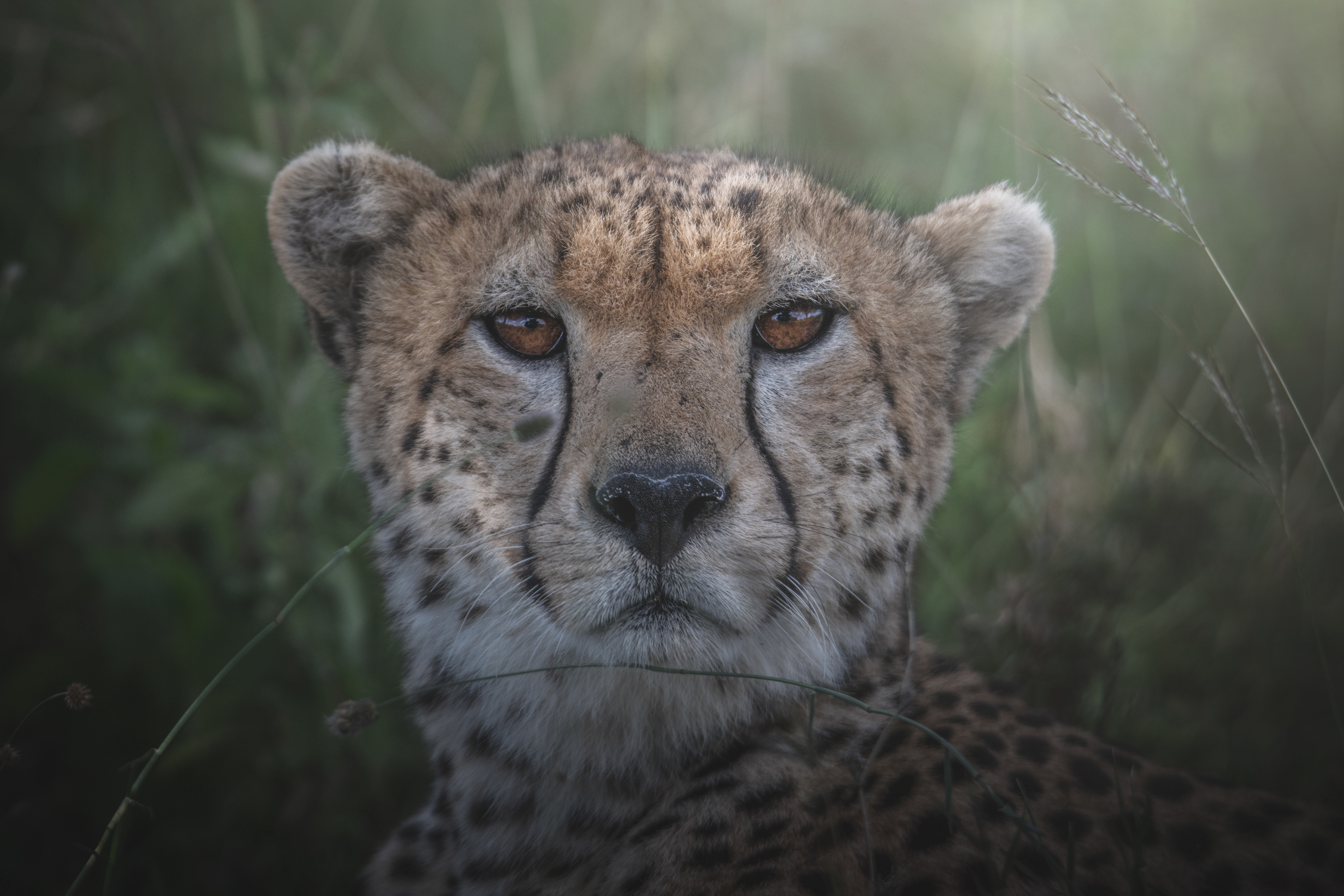 Guepardo (Acinonyx jubatus)