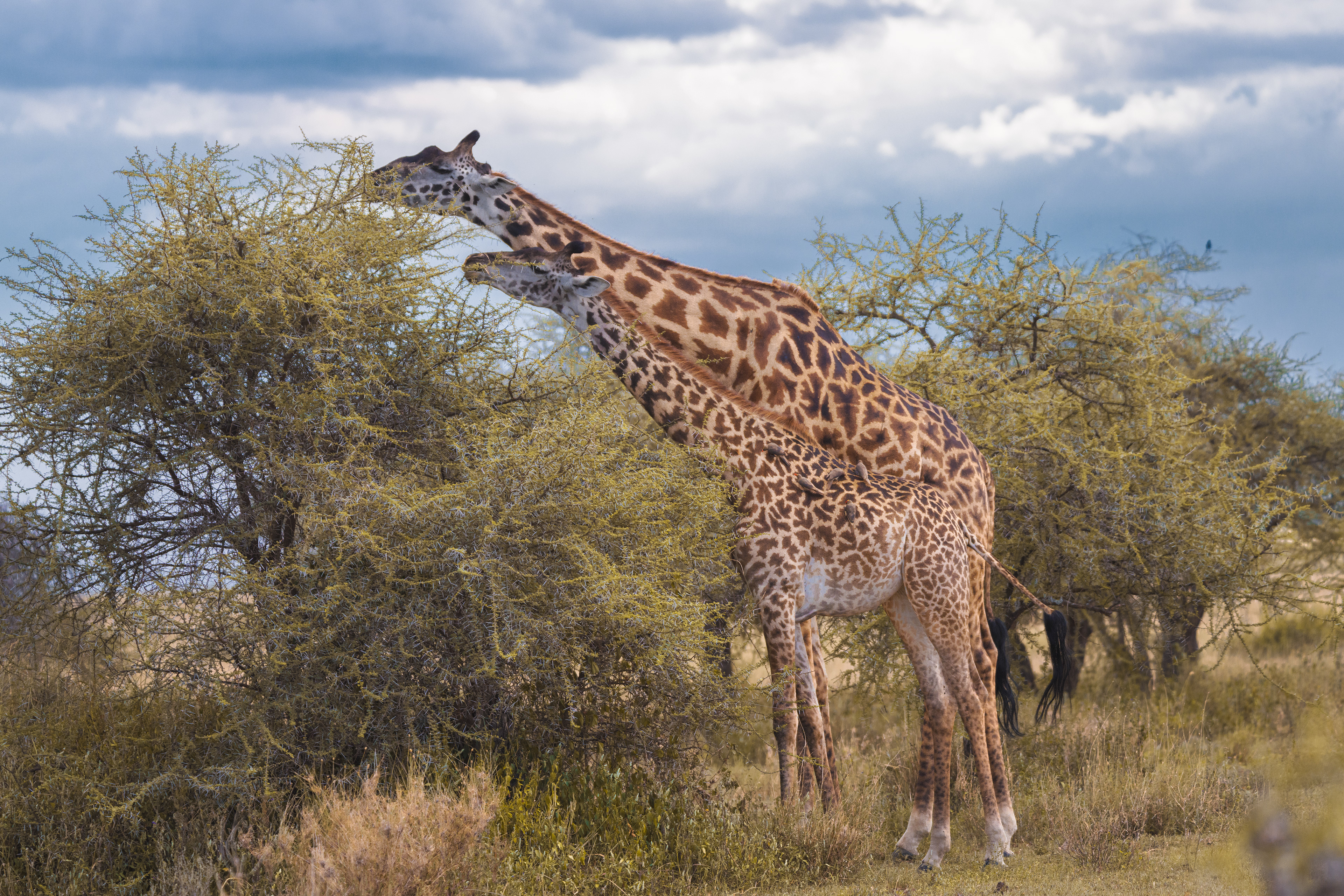 Jirafa (Giraffa camelopardalis)