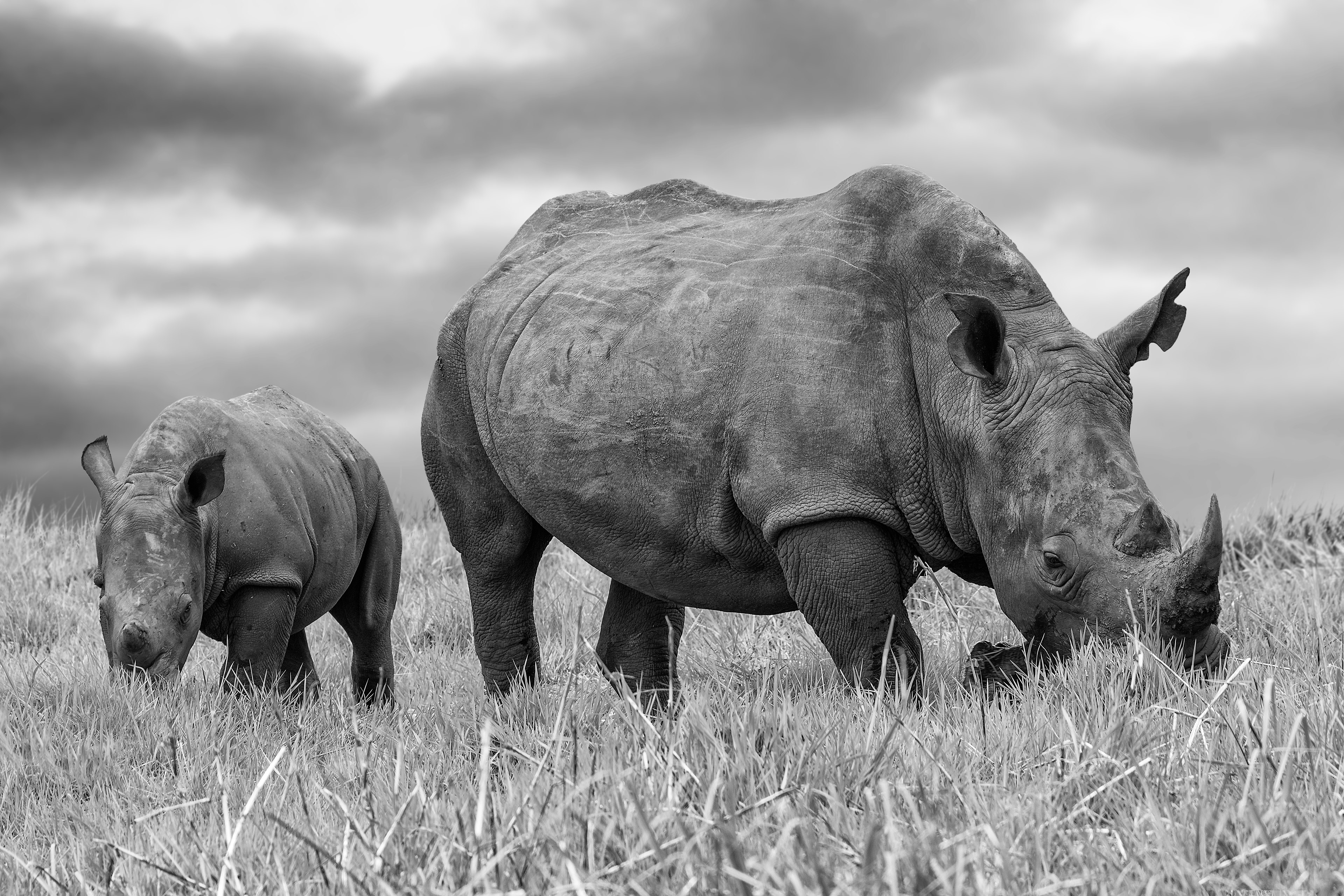 Rinoceronte blanco (Ceratotherium simum)