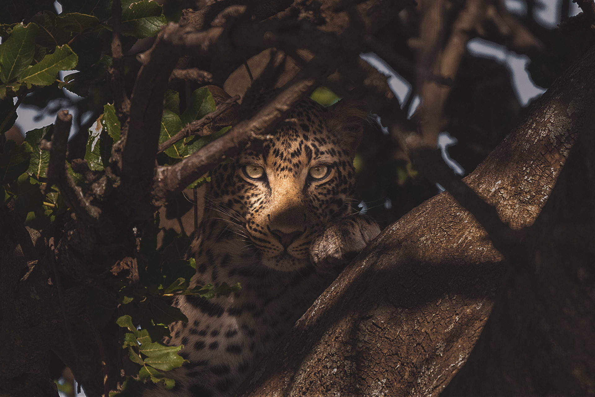 Leopardo (Panthera pardus)