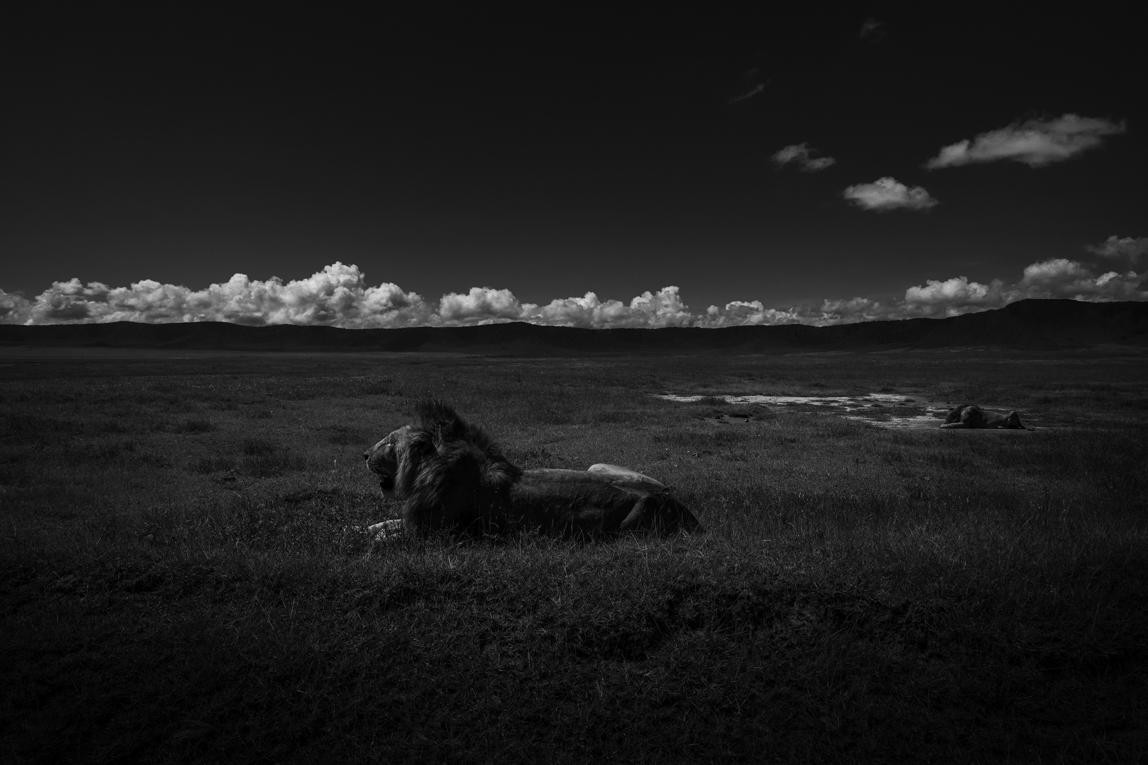 León (Panthera leo)