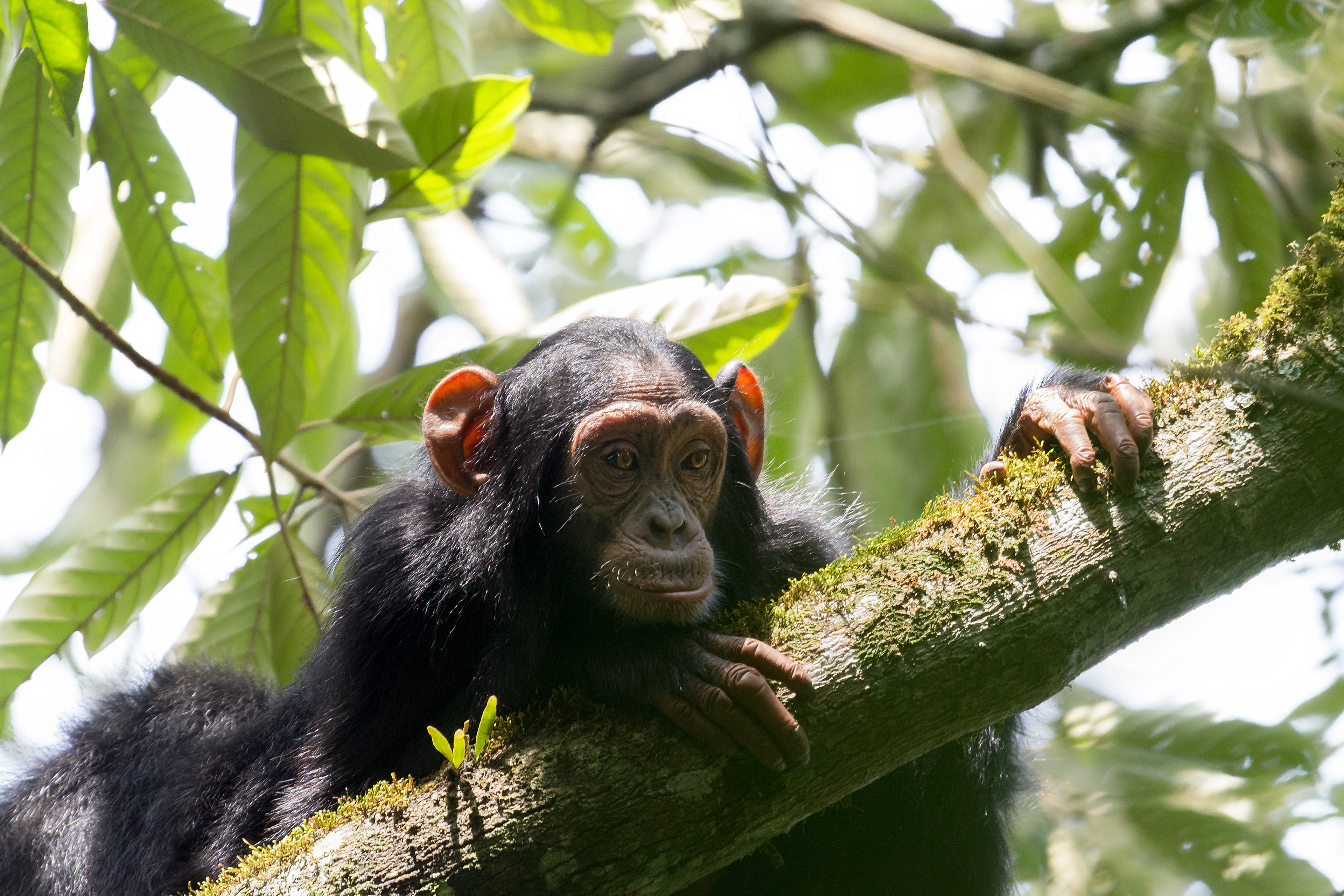 Chimpancé común (Pan troglodytes)