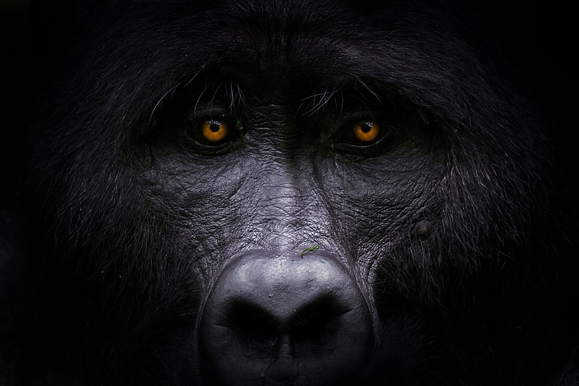 Gorila de Montaña (Gorilla beringei beringei)