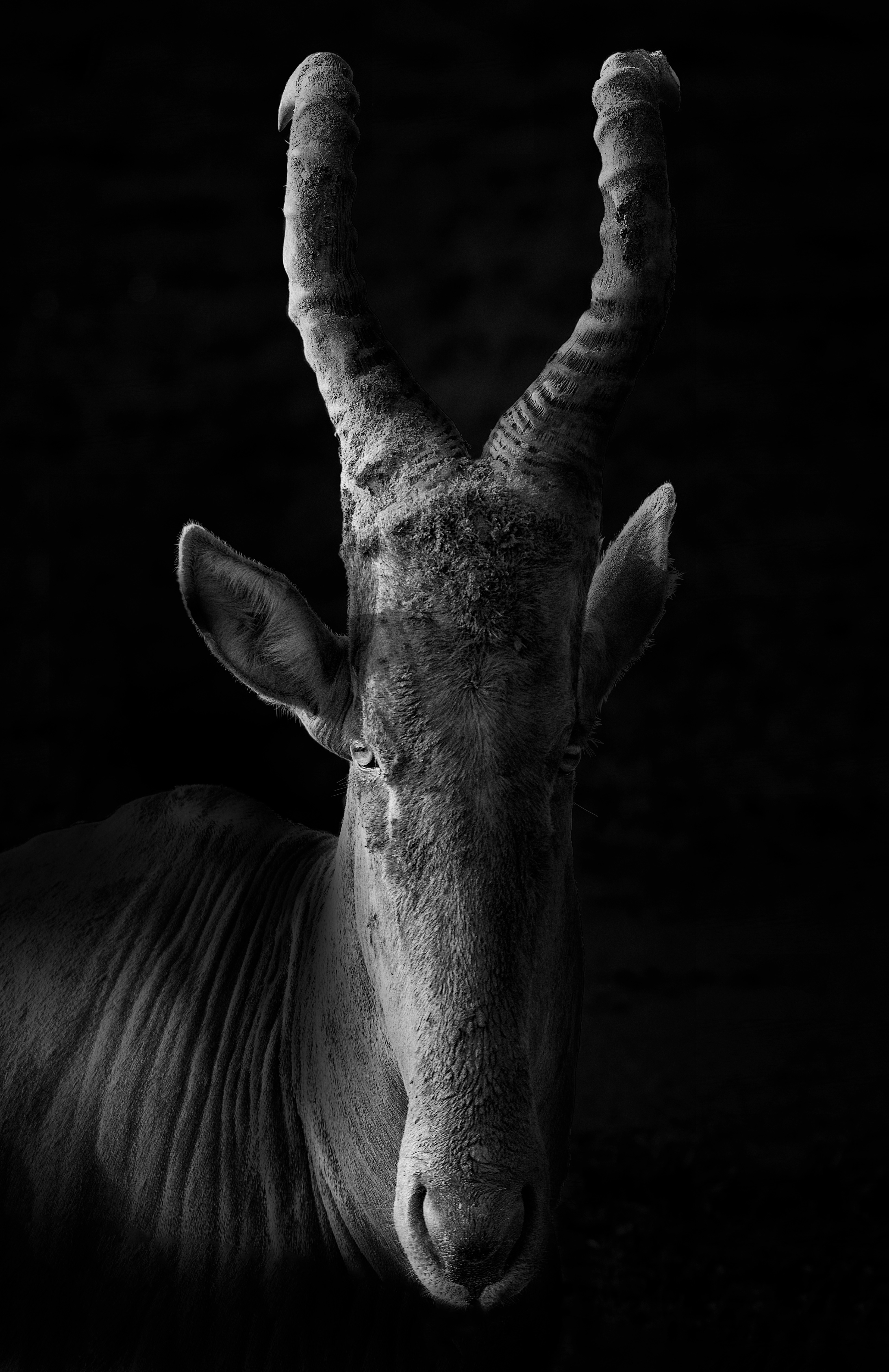 Alcélafo (Alcelaphus buselaphus) 
