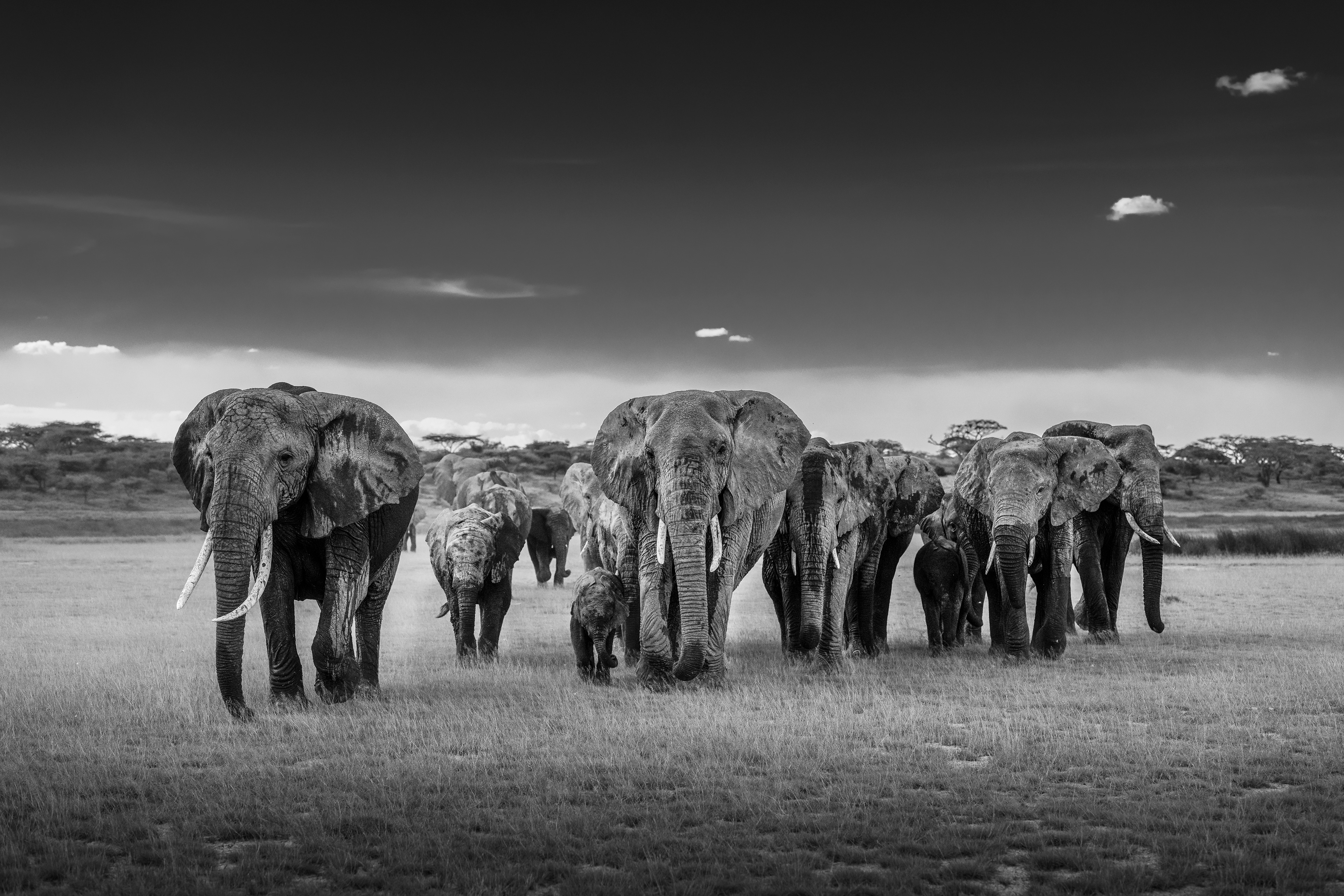 Elefante africano (Loxodonta africana)