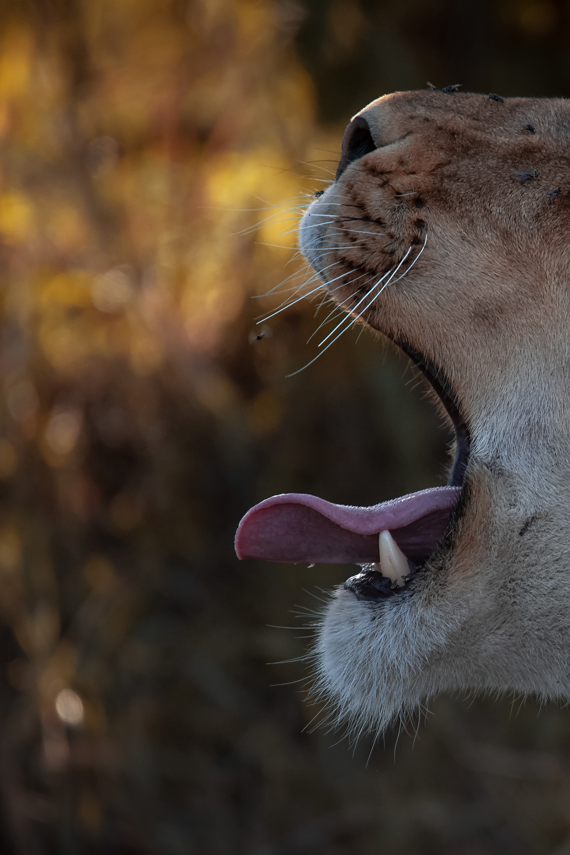 León (Panthera leo)