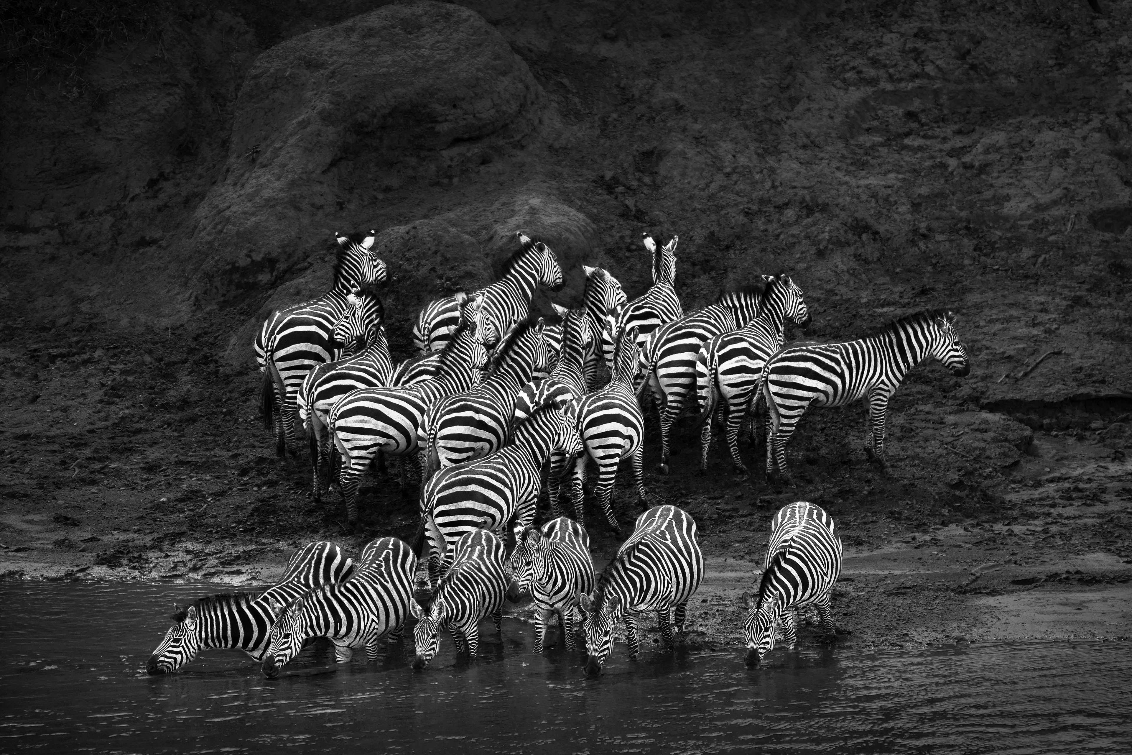 Cebra común (Equus quagga) 