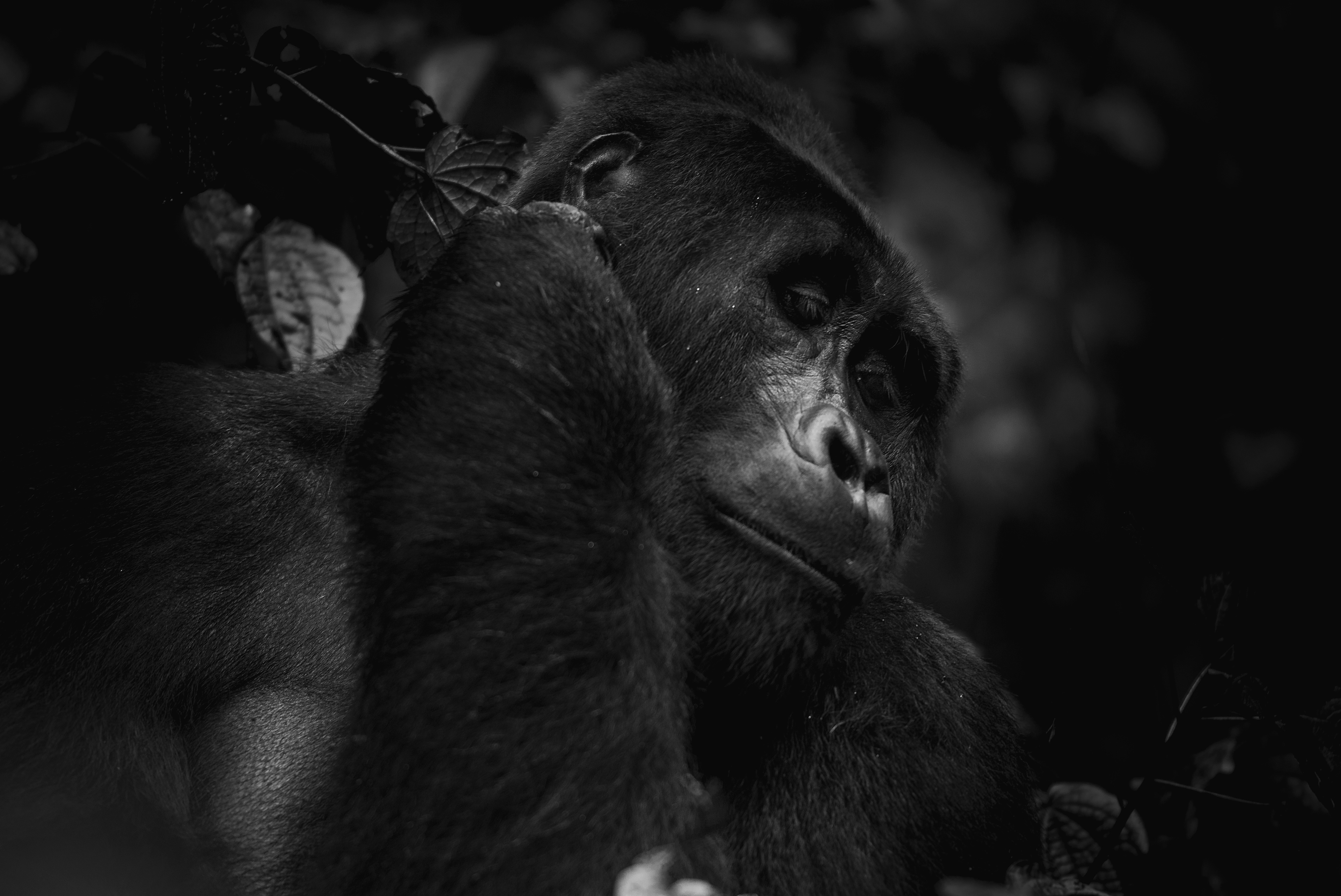 Gorila de Montaña (Gorilla beringei beringei)