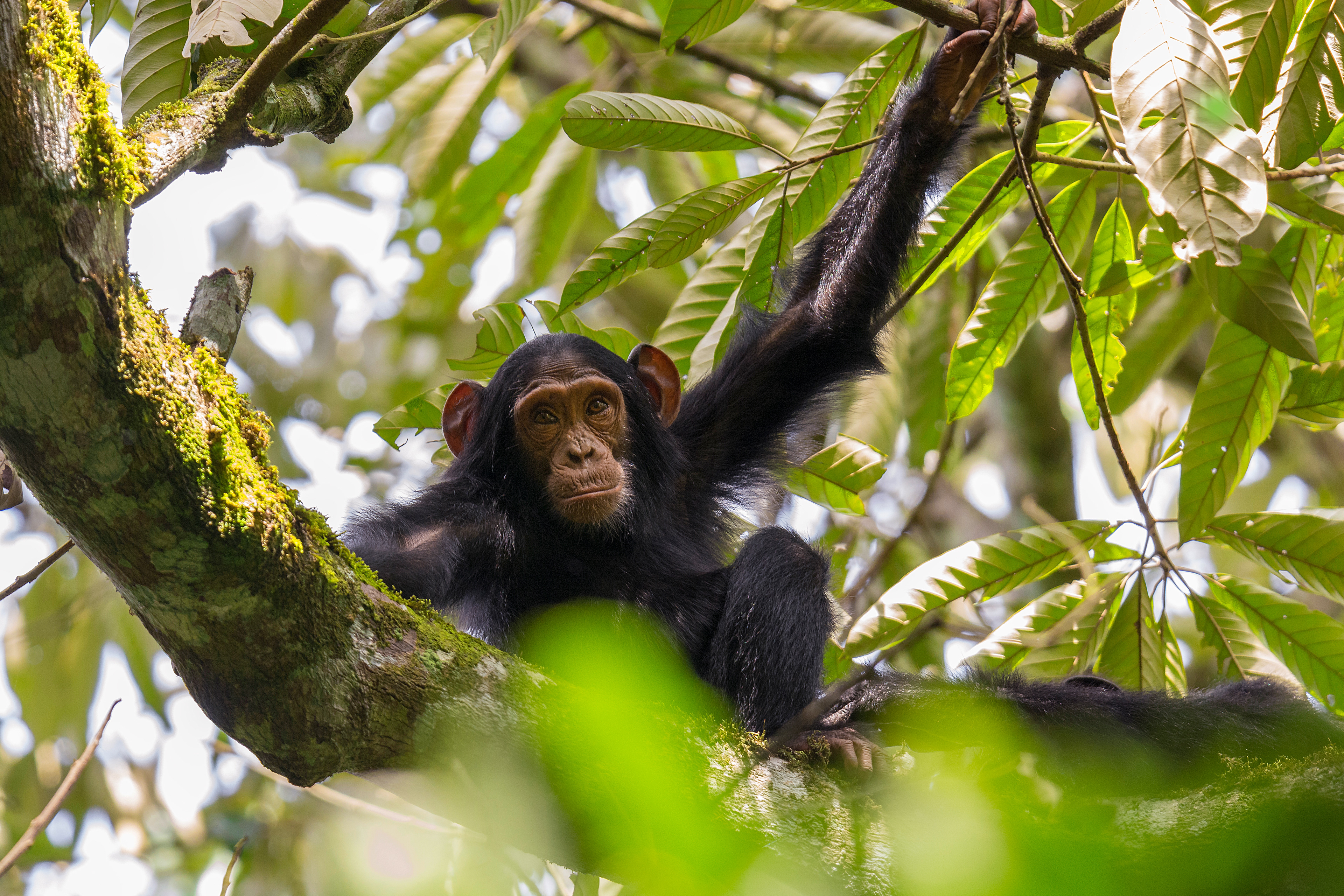 Chimpancé común (Pan troglodytes)