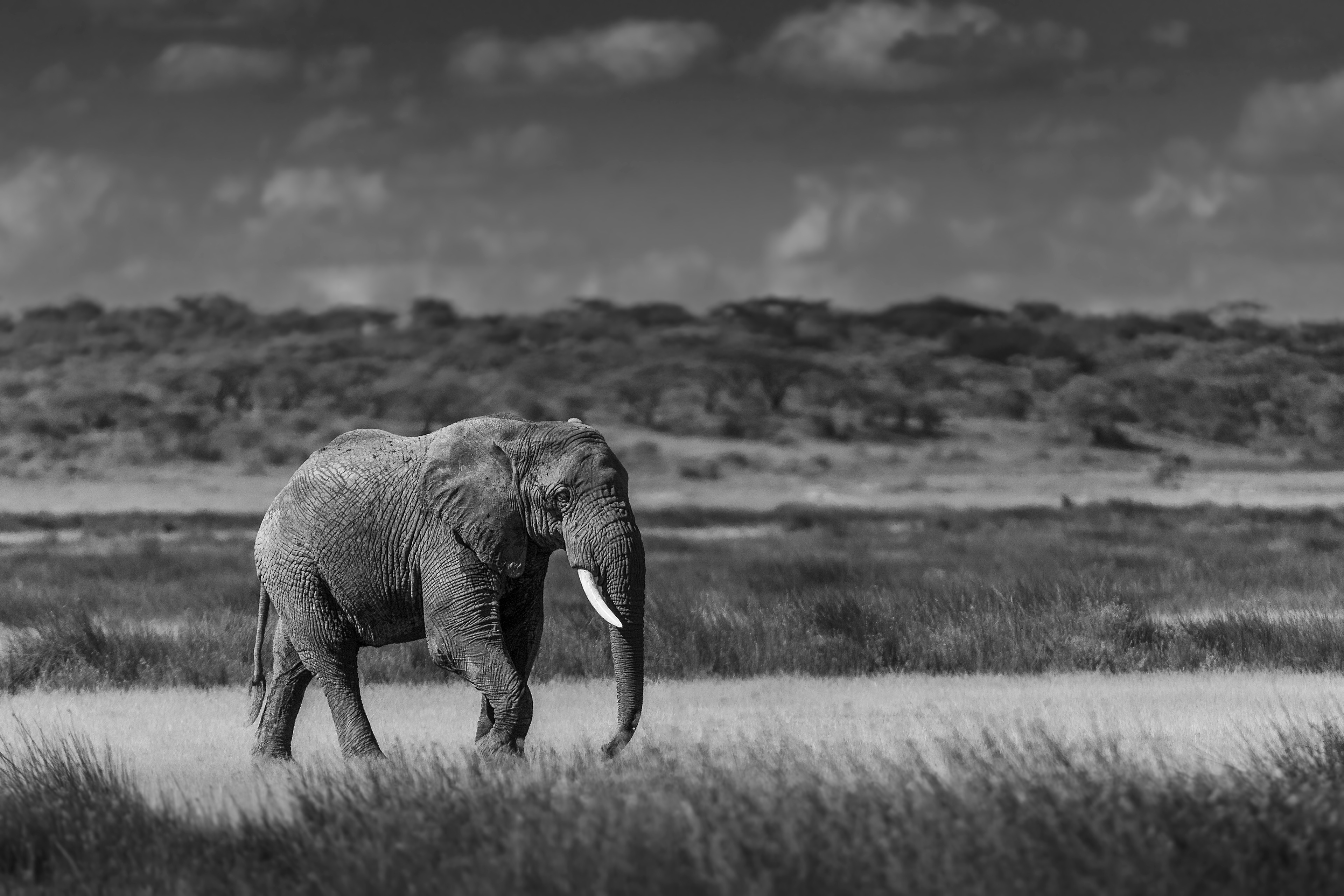 Elefante africano (Loxodonta africana)