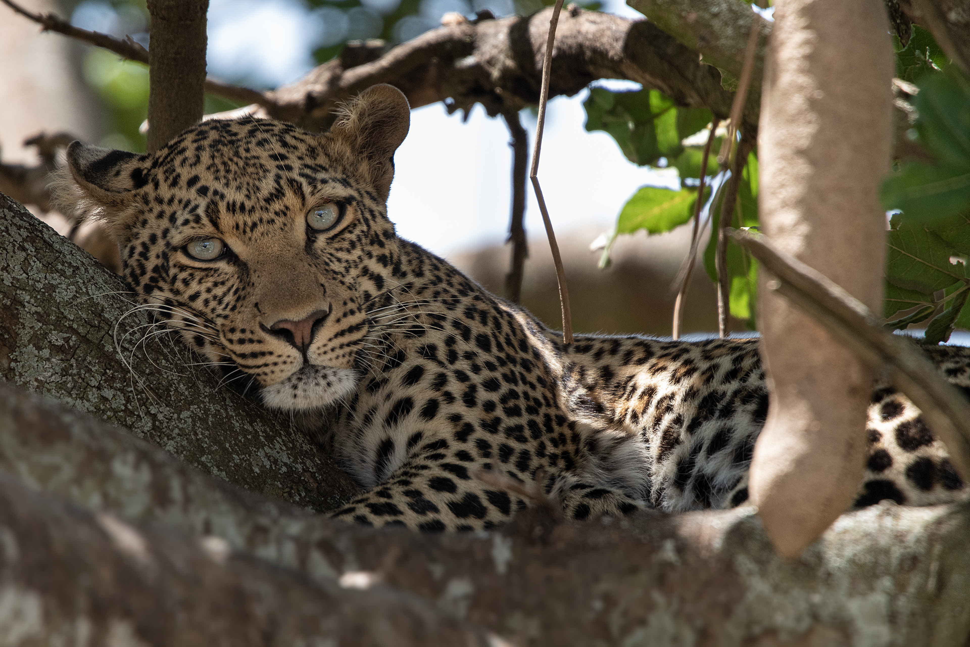 Leopardo (Panthera pardus)