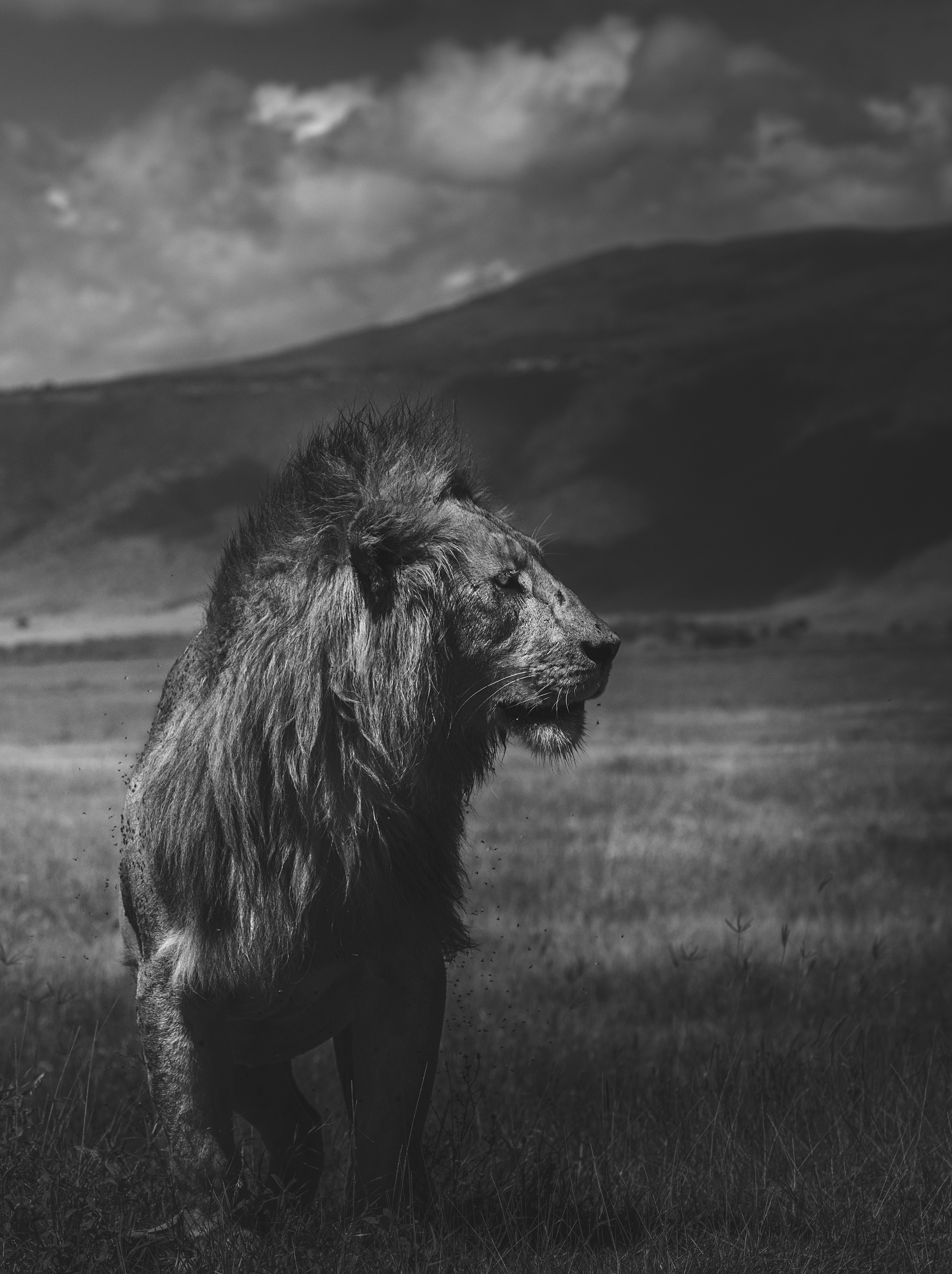 León (Panthera leo)