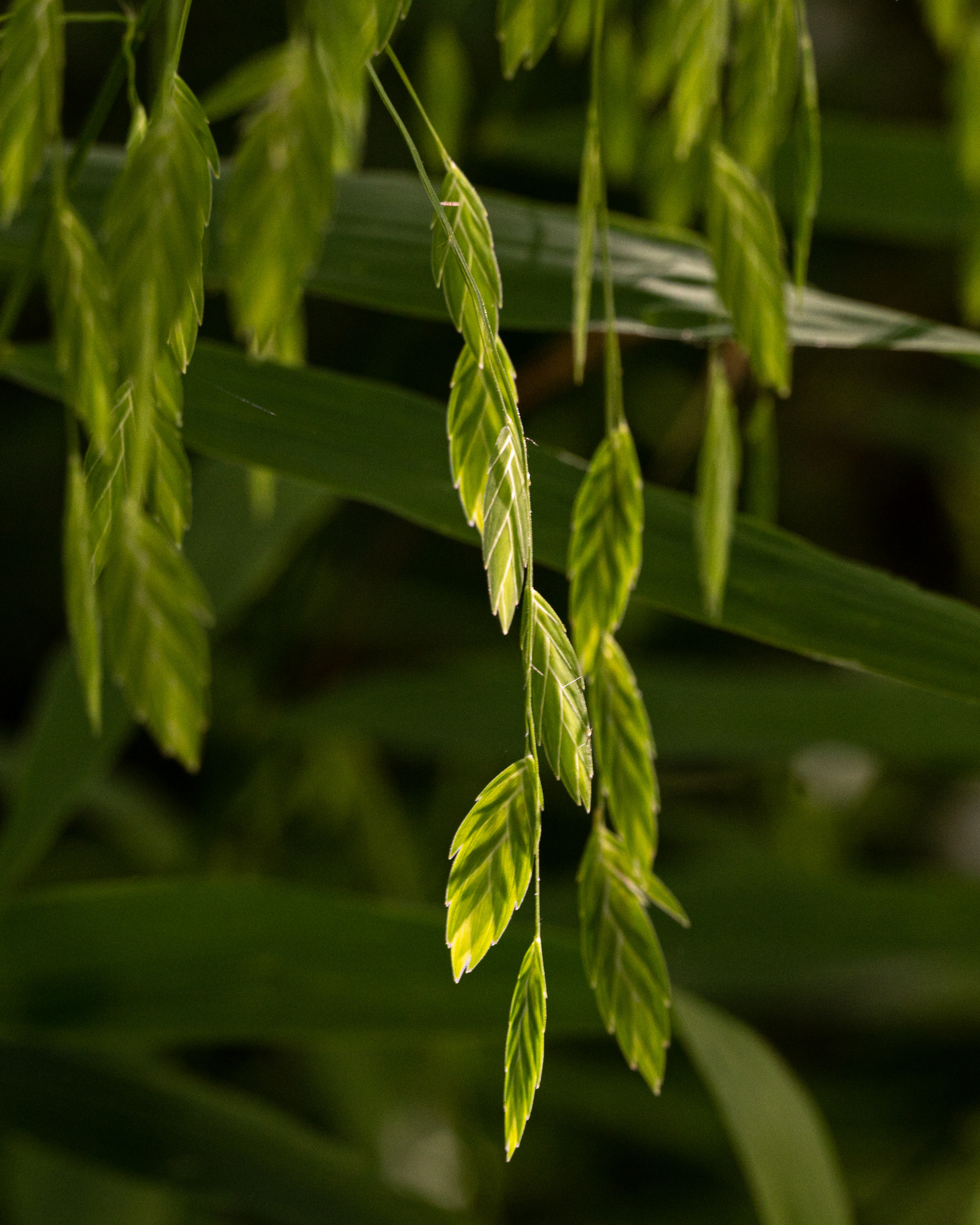 River Oats, Riverwalk, Hillsborough