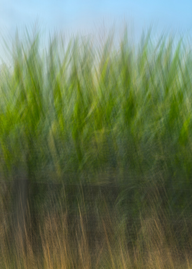 Corn and Sedge