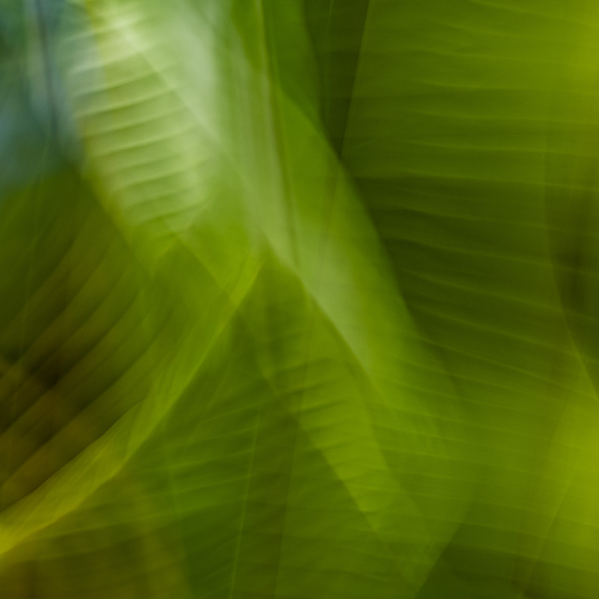 Banana Leaves, NC Botanical Garden
