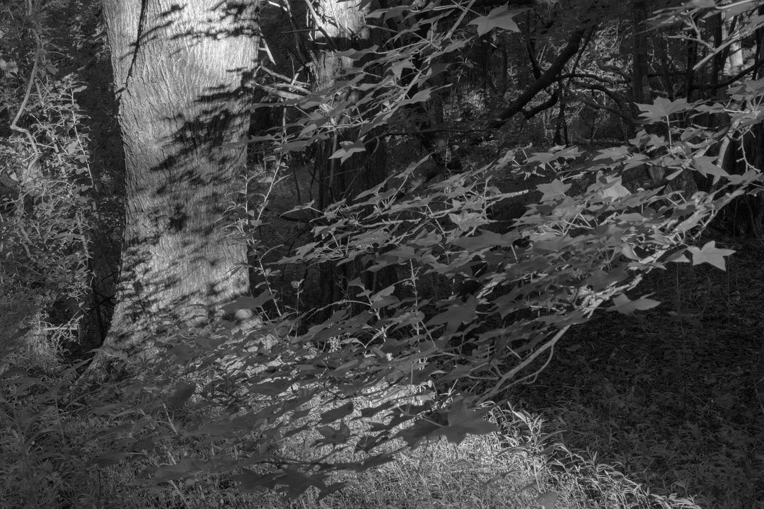 Into the Woods, Occoneechee Speedway