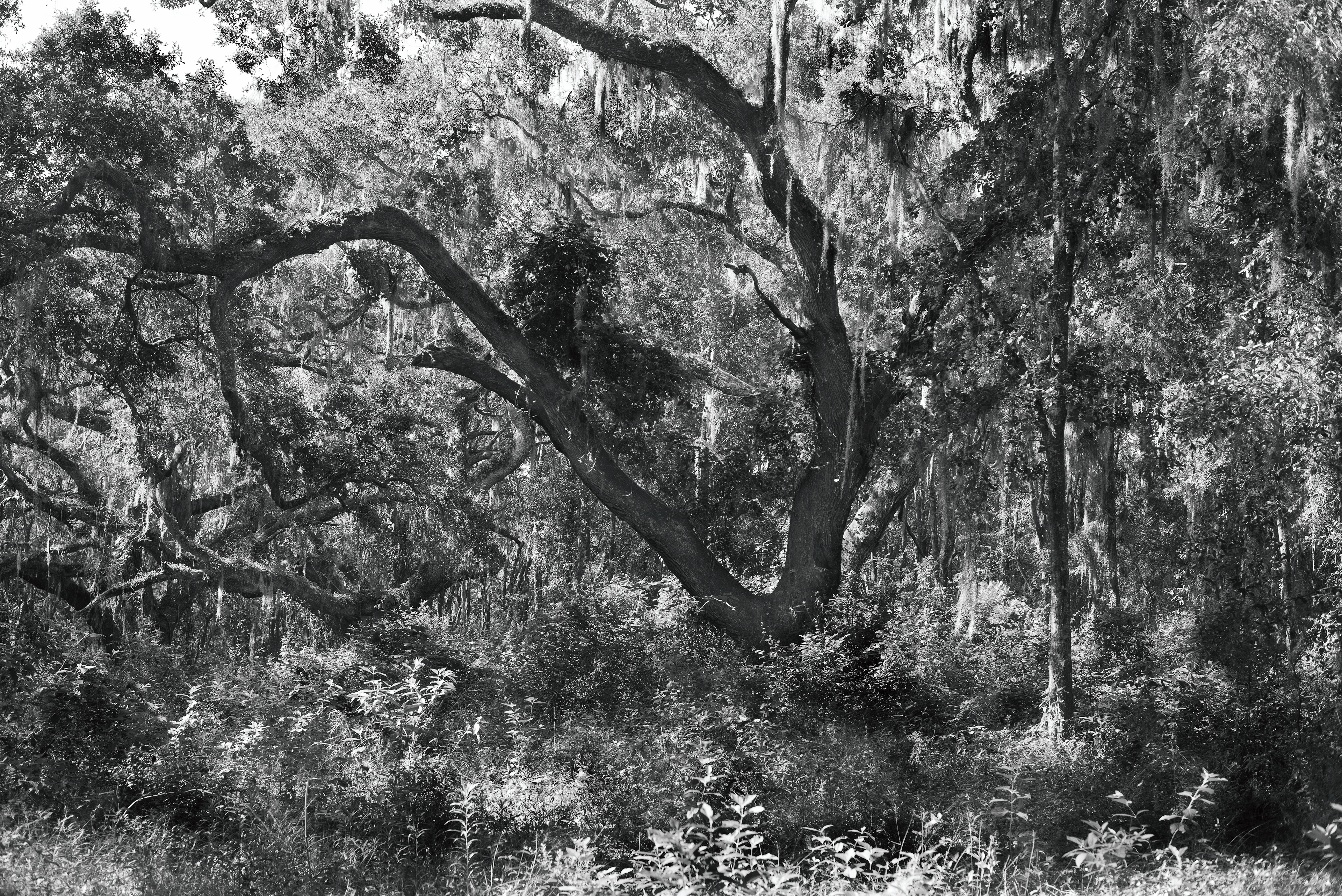 Wakulla Springs