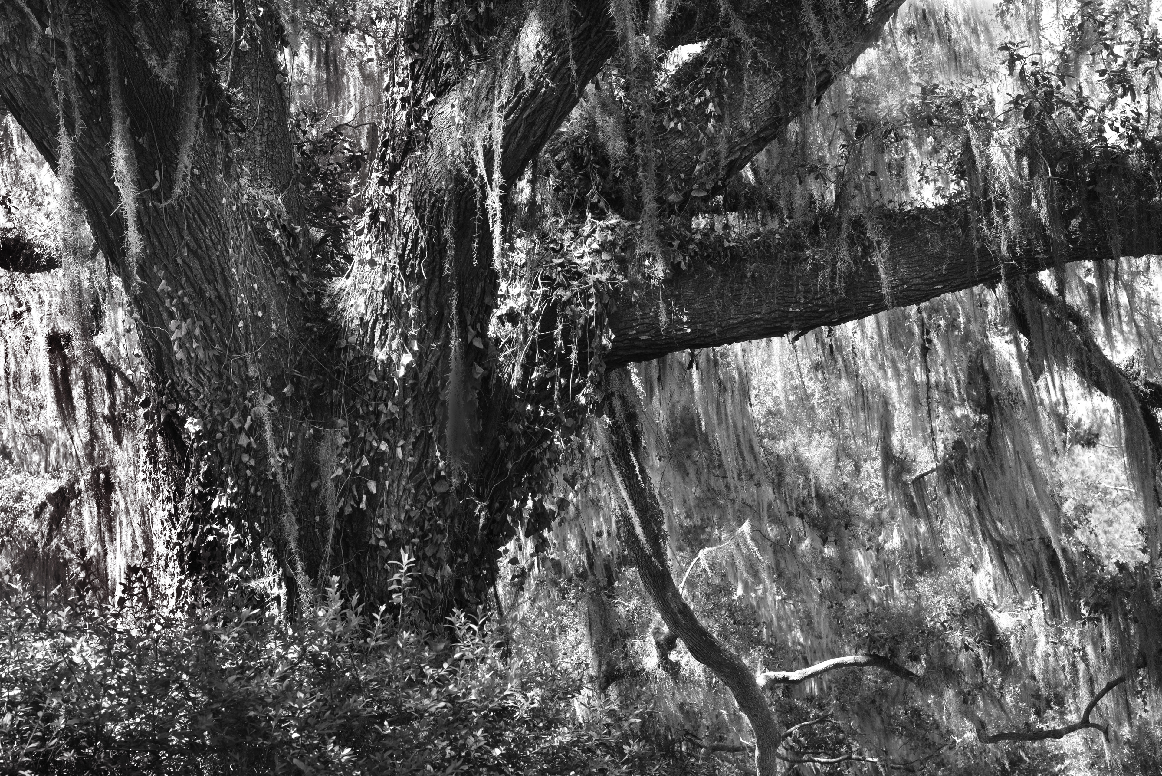 Wakulla Springs