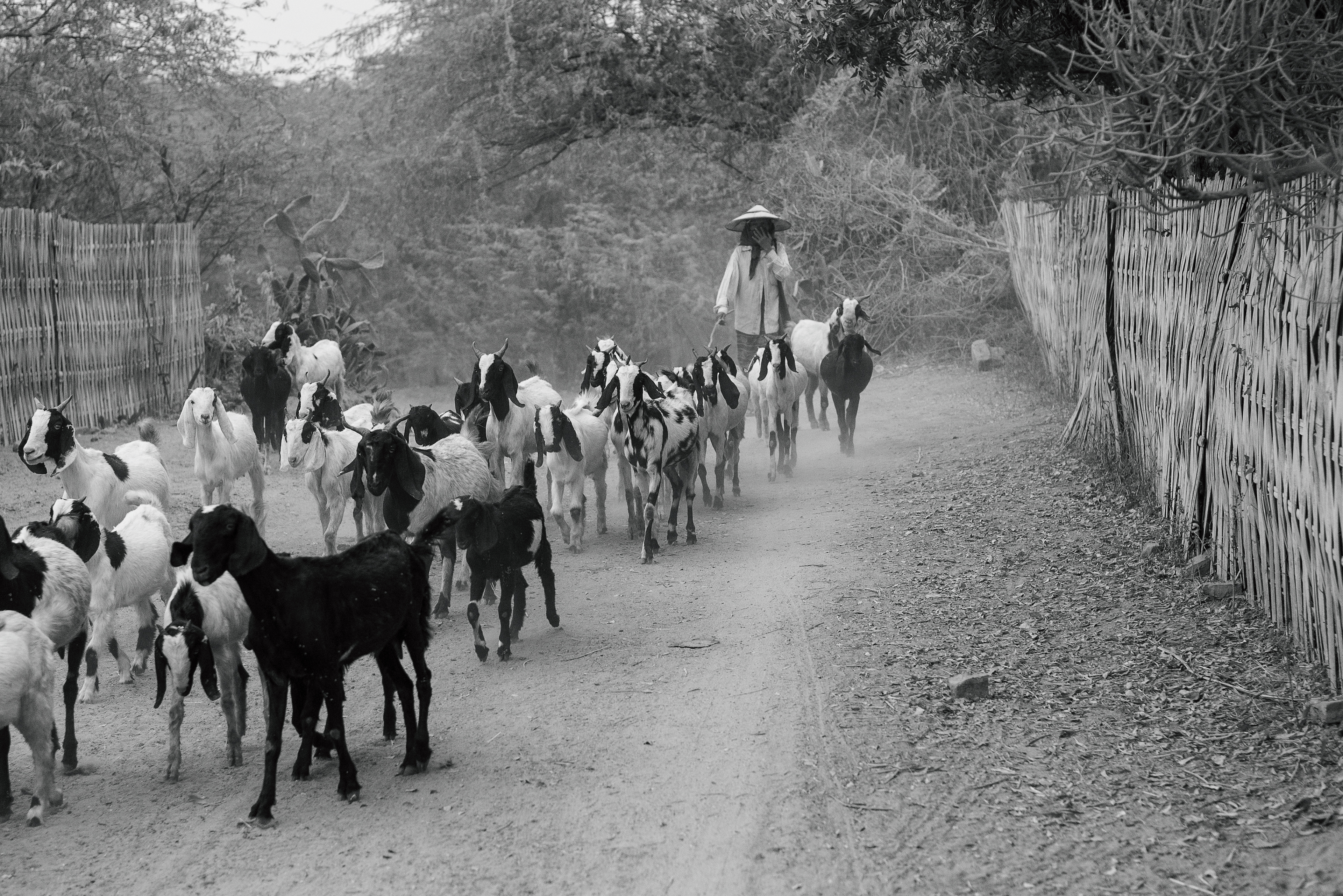 Goat Herder
