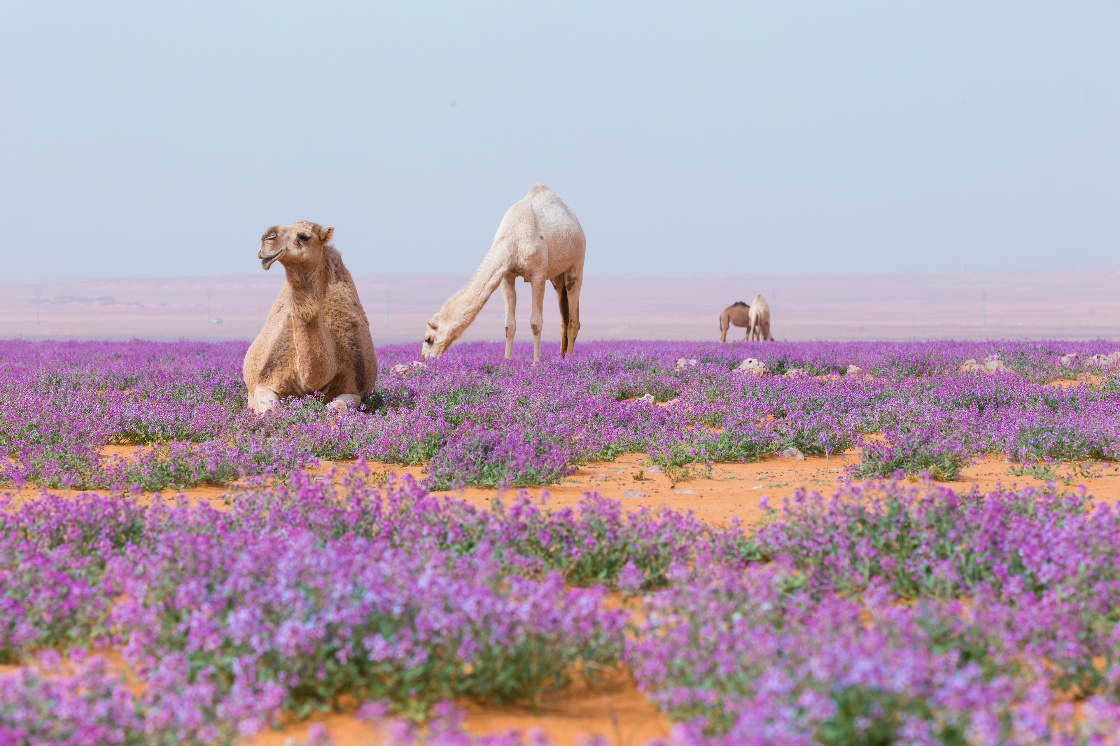 الخزامى والإبل- الصورة الآكثر انتشارا للخزامى السعودية
