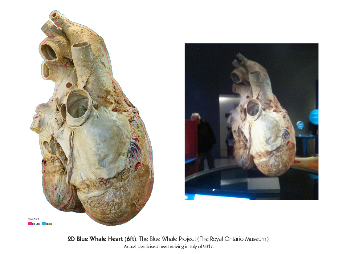 blue whale heart actual