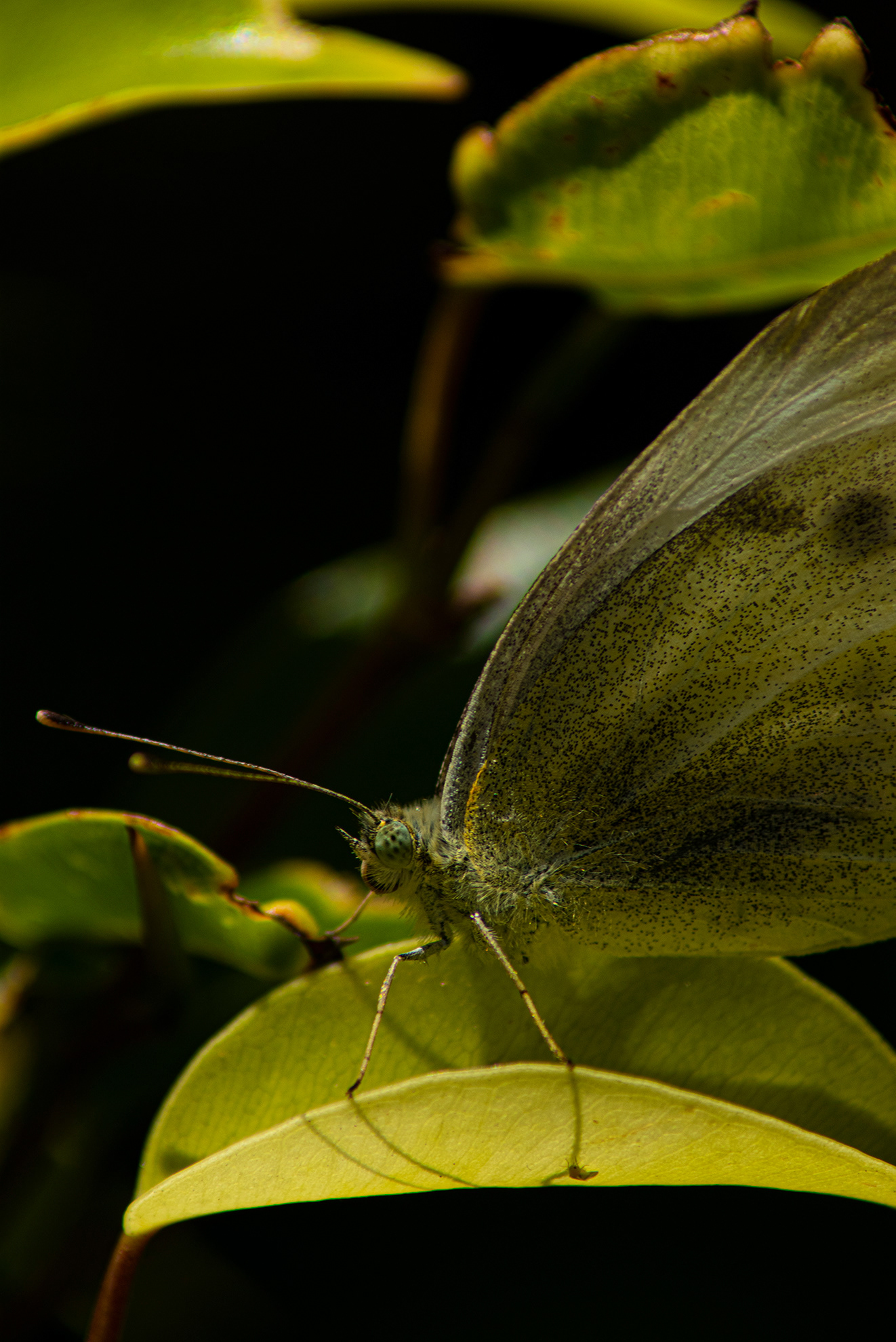 He aquí una hoja... perdón, mariposa blanca reflejando el color de las hojas verdes de su alrededor.