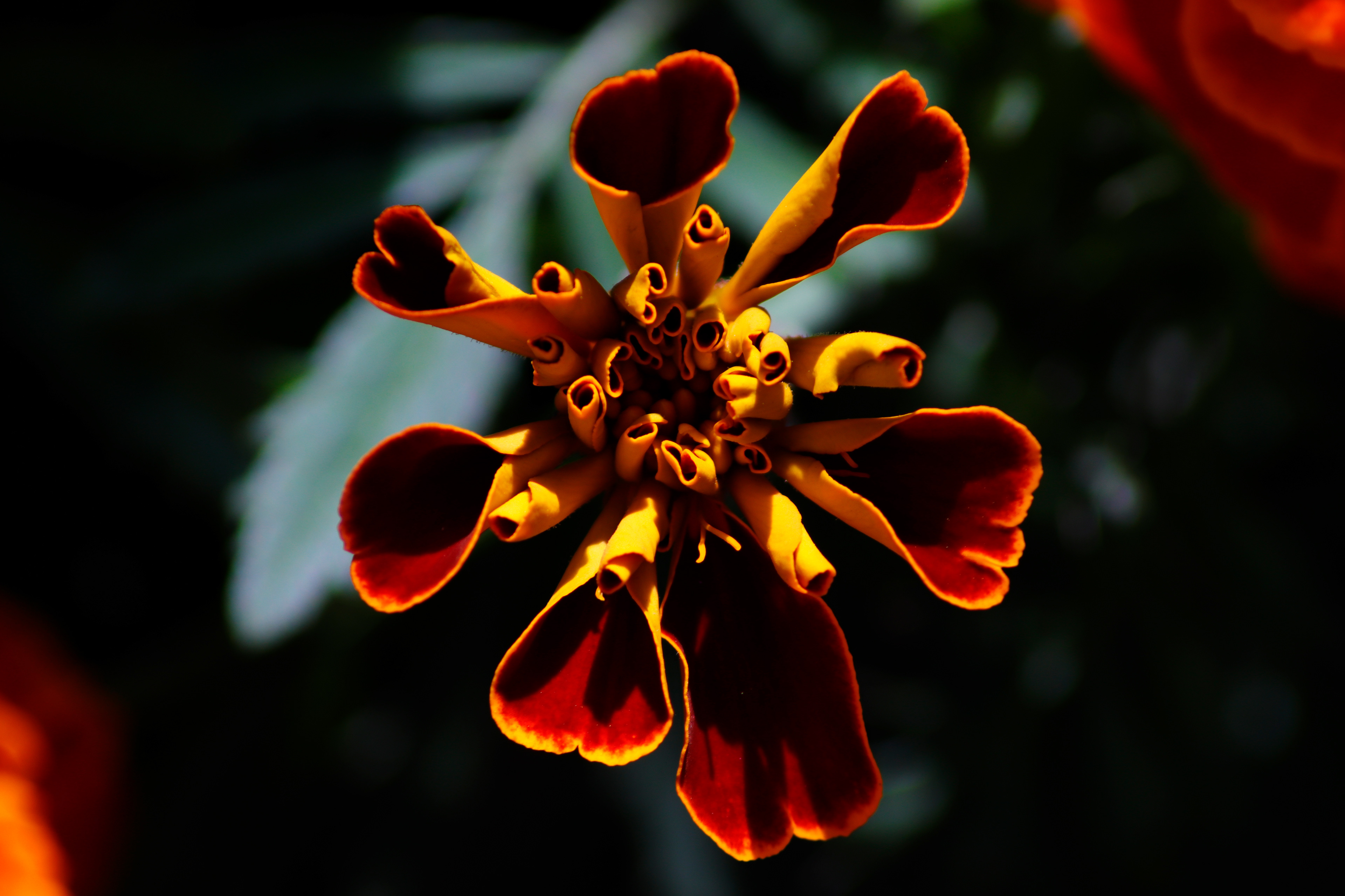 Esta pequeña flor al florecer puede recordar a esos palitos de canela que habitualmente se utilizan en diferentes tipos de bollos, postres... que hambre...